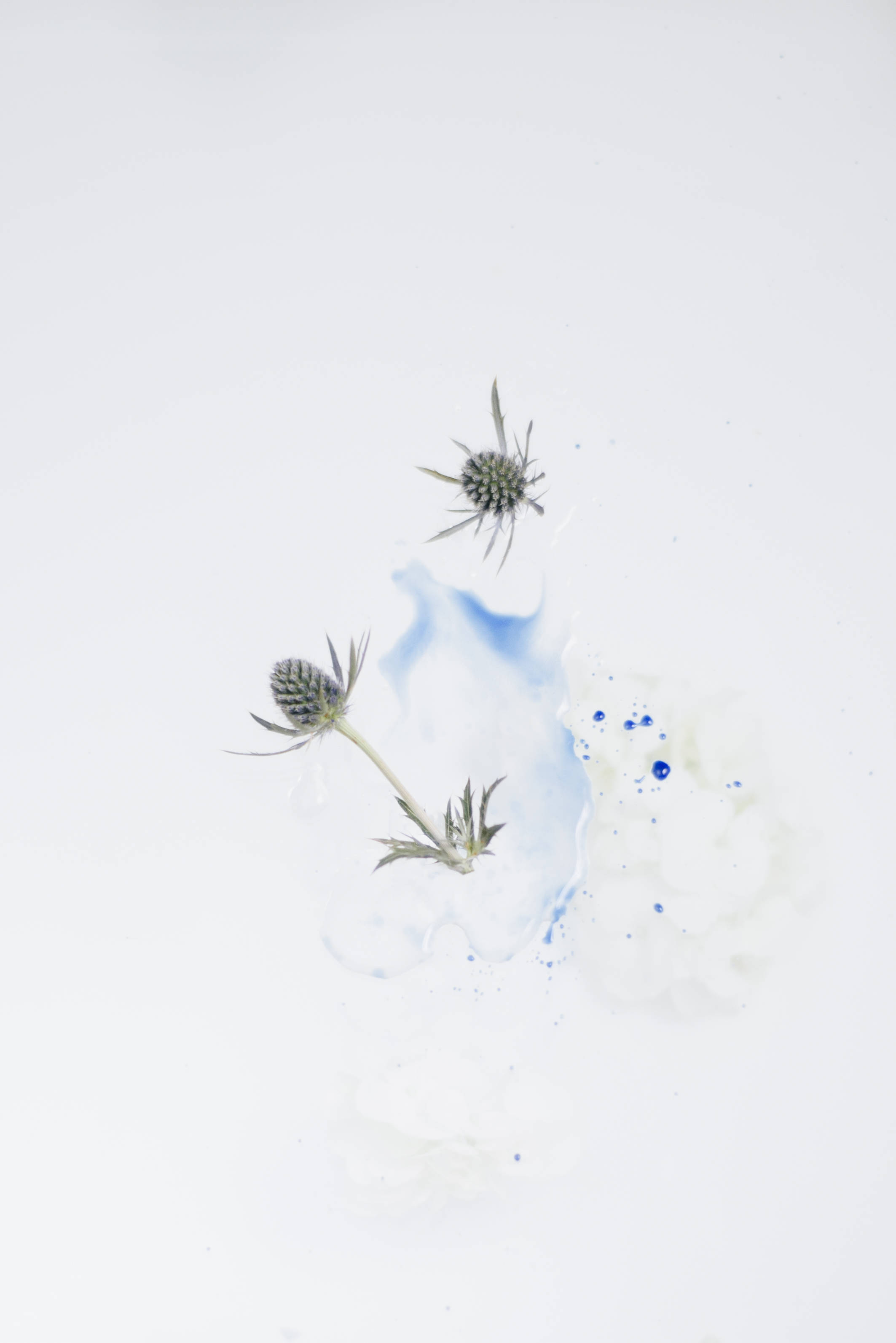 minimalist plant green drawing, thistle heads, blue and white liquid, 2K Phone Wallpaper