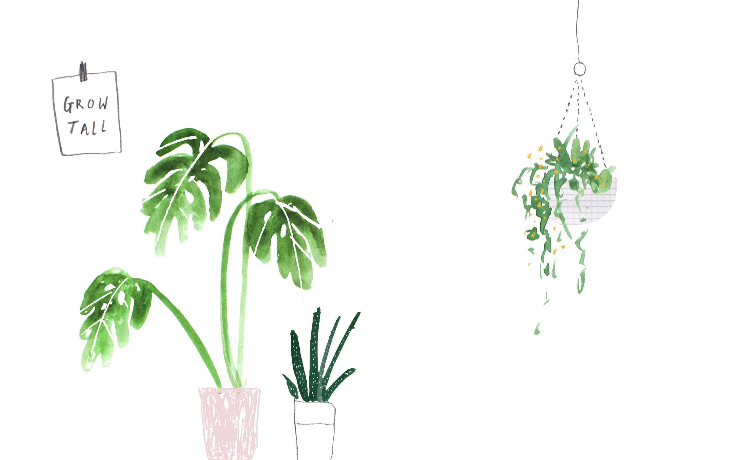 monstera, hanging plant, GROW TALL sign, 2K Desktop Wallpaper