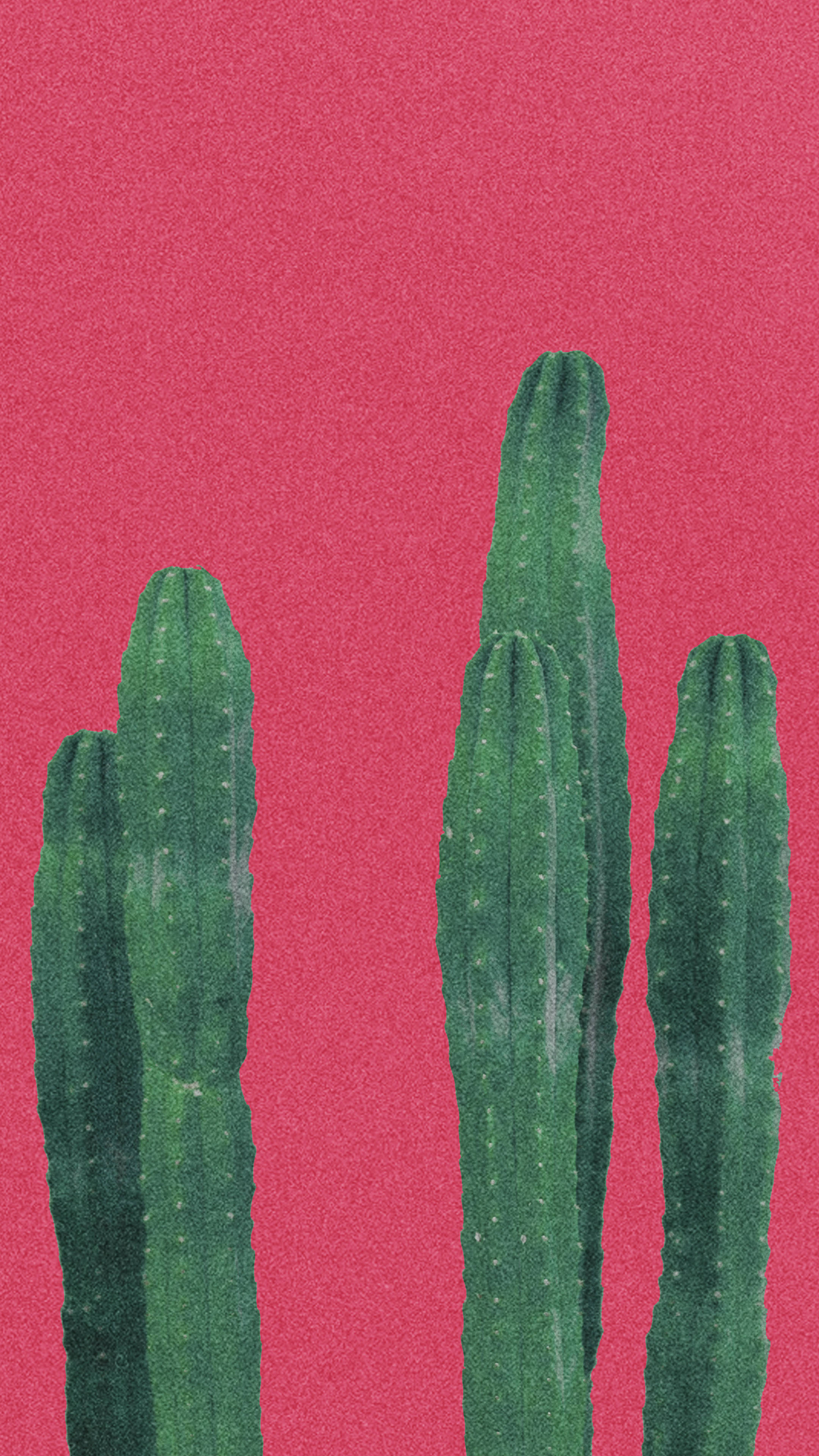 plain red aesthetic minimalist plant, textured vibrant pink background, four tall green cacti, 4K Phone Wallpaper