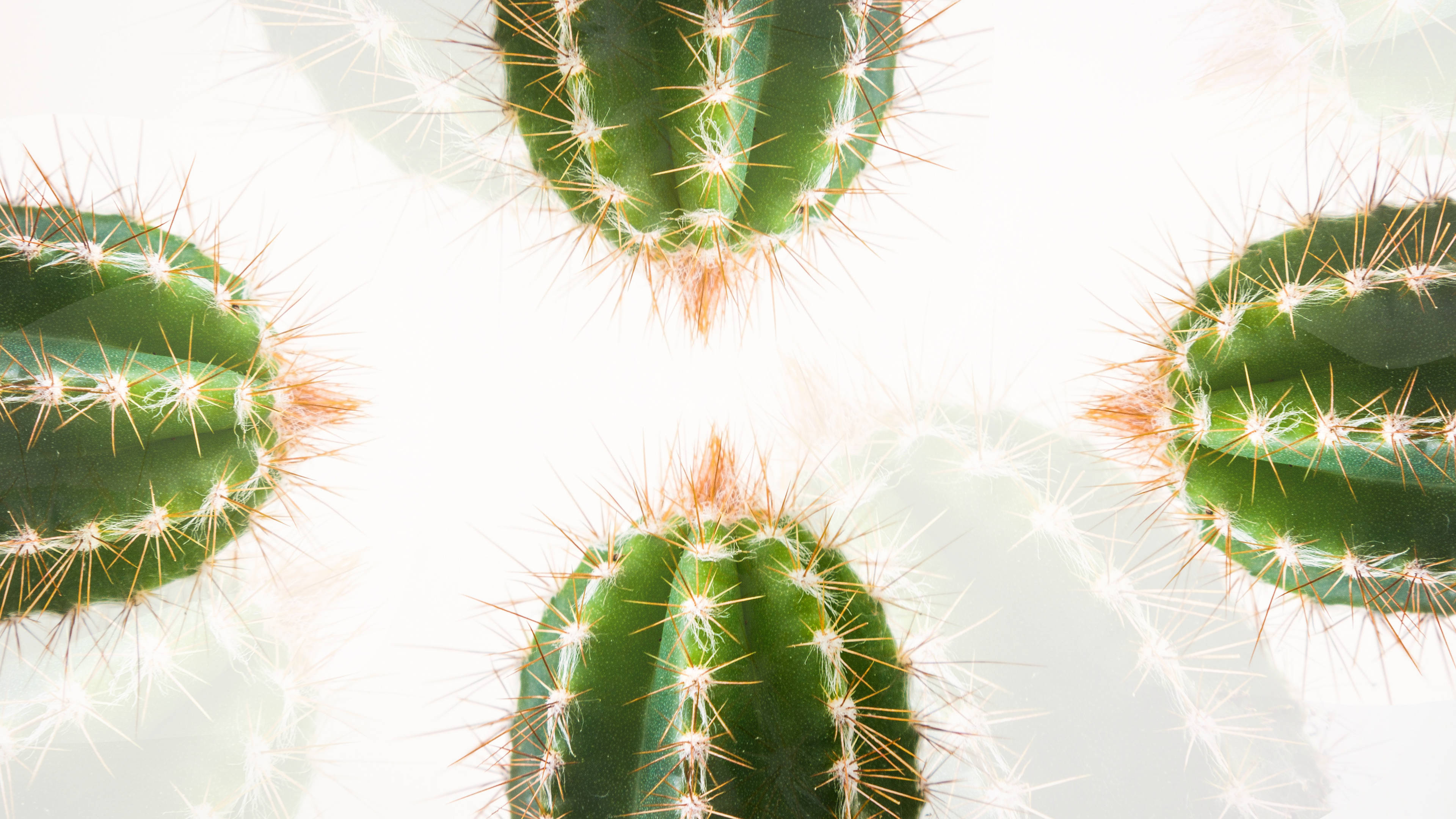 barrel cactus, green, sharp spines, 4K Desktop Wallpaper