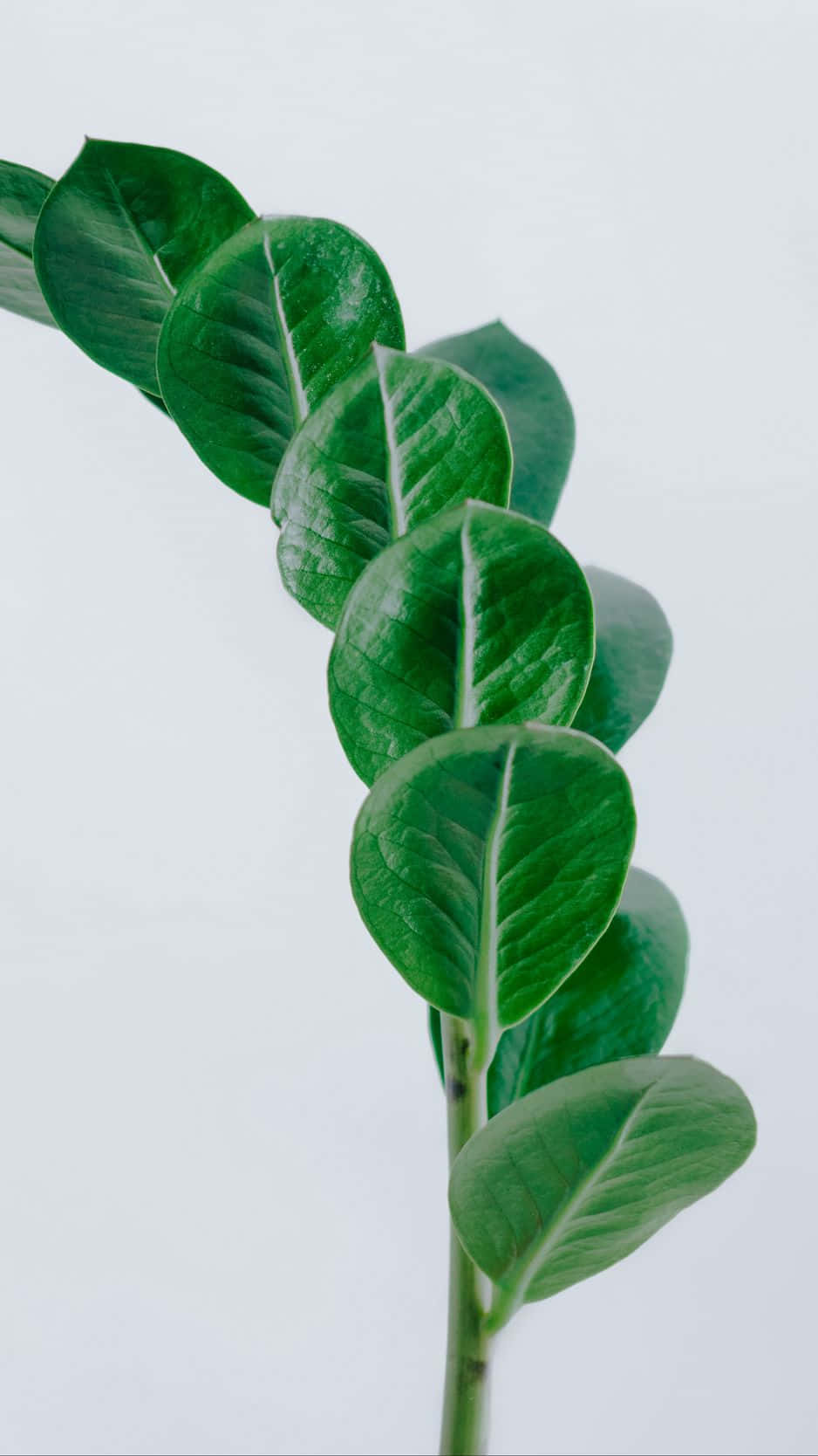 minimalist green leaf stem, vibrant green, glossy oval leaves, HD Phone Wallpaper