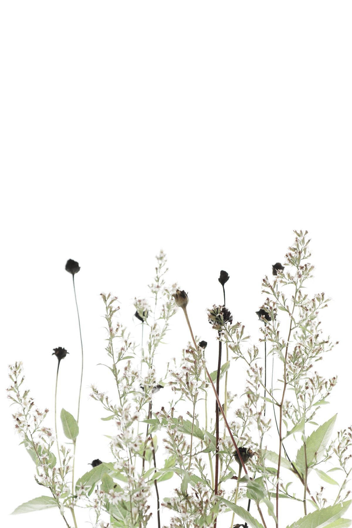 minimalist plant with flowers drawing, dried wildflowers, slender stems, HD Phone Wallpaper