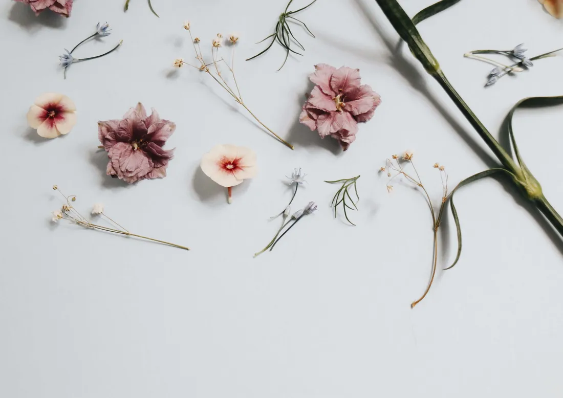 Minimalist Plant
