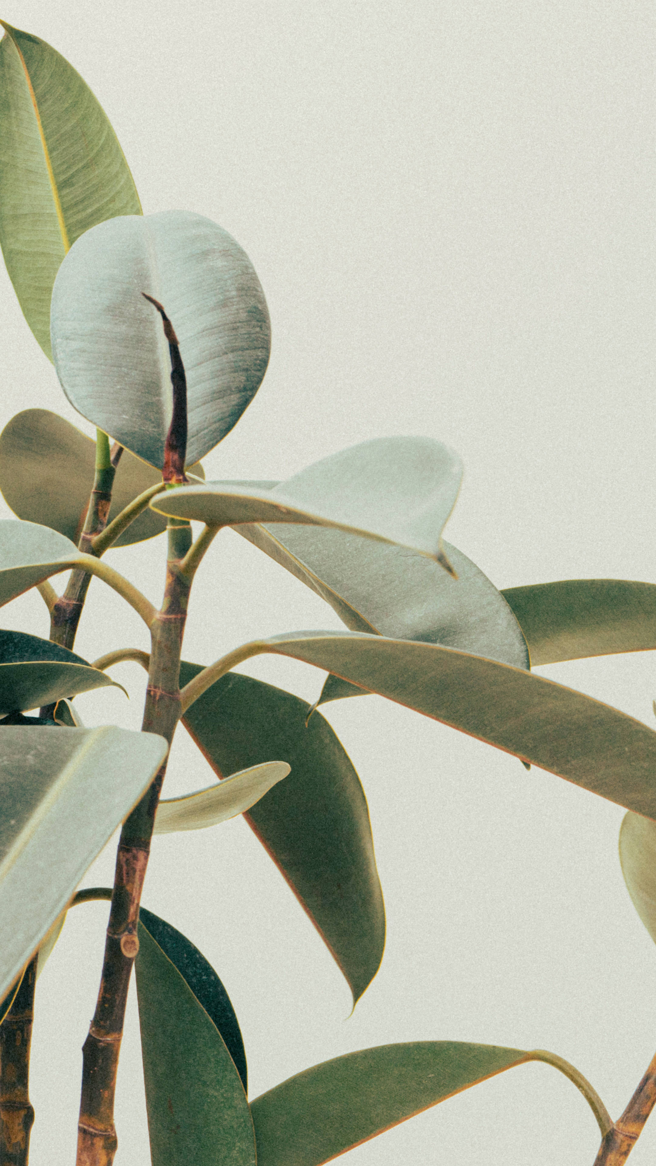 rubber tree, minimalist plant, glossy rubber plant leaves, 4K Phone Wallpaper