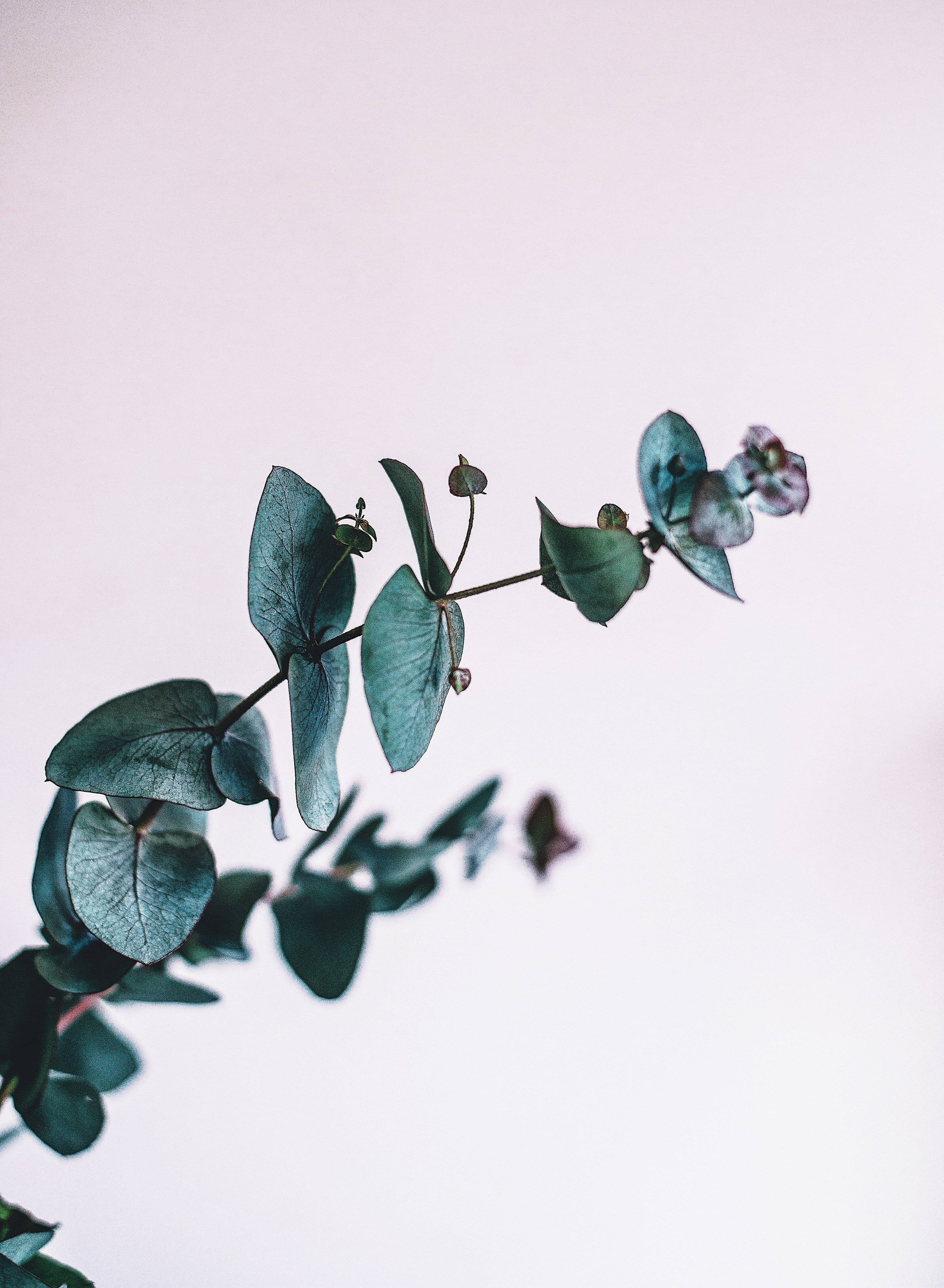 eucalyptus leaf, round leaves, tiny flowers, 4K Phone Wallpaper