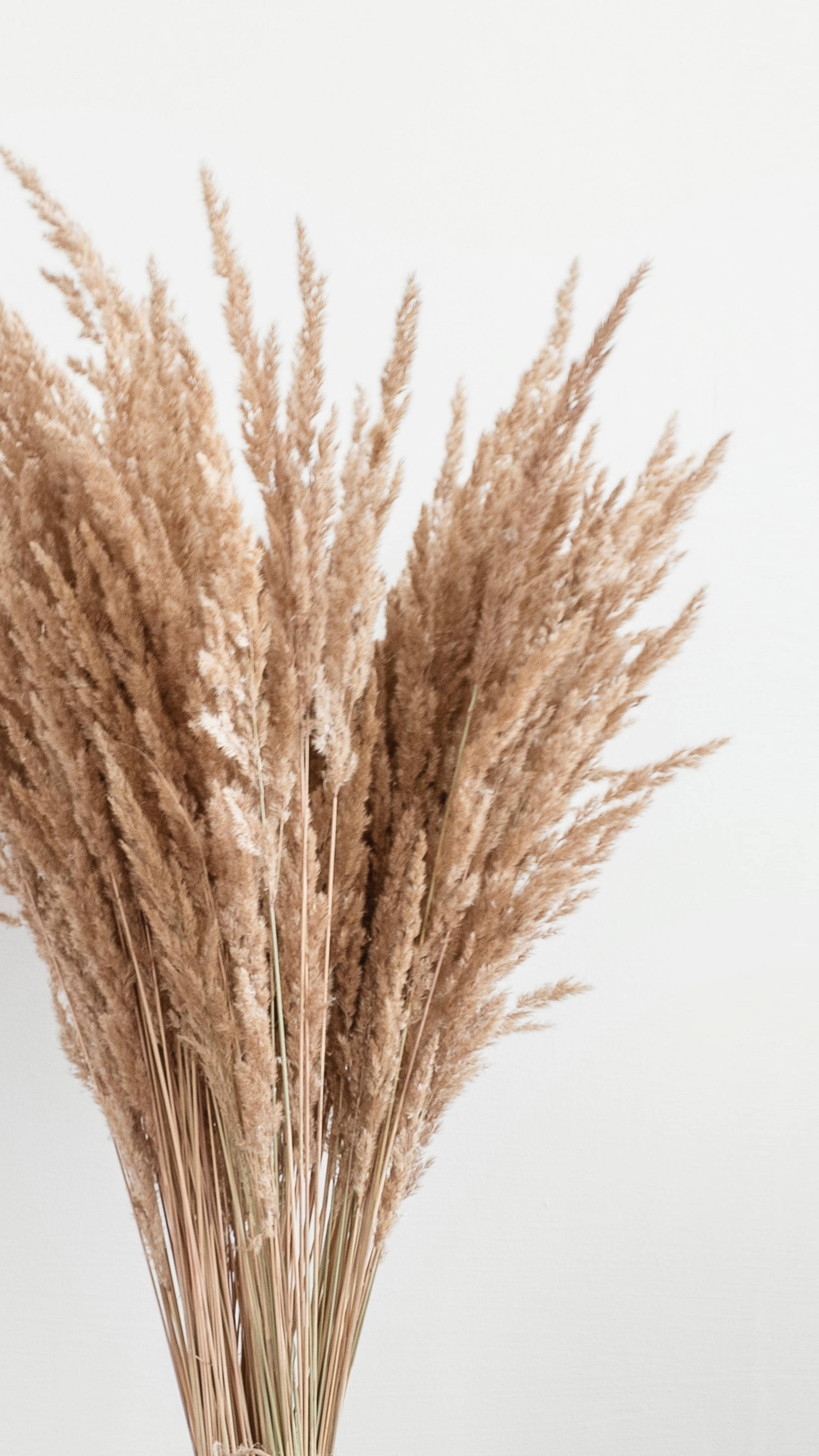 dried pampas grass, feathery beige plumes, soft white background, 4K Phone Wallpaper