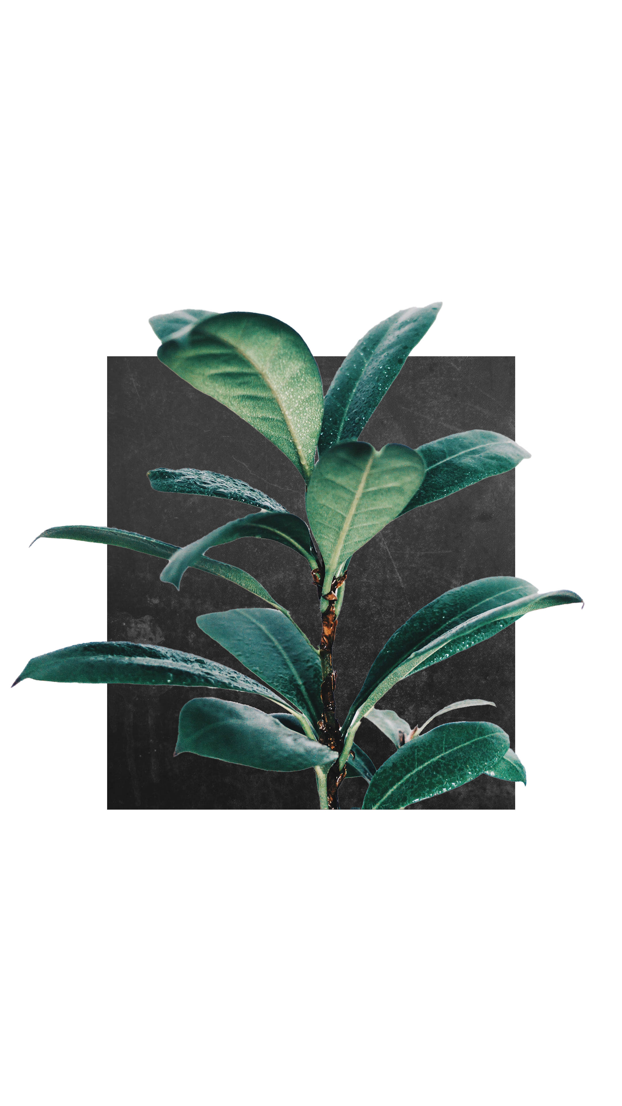 rubber tree, minimalist, lush green plant, 4K Phone Wallpaper
