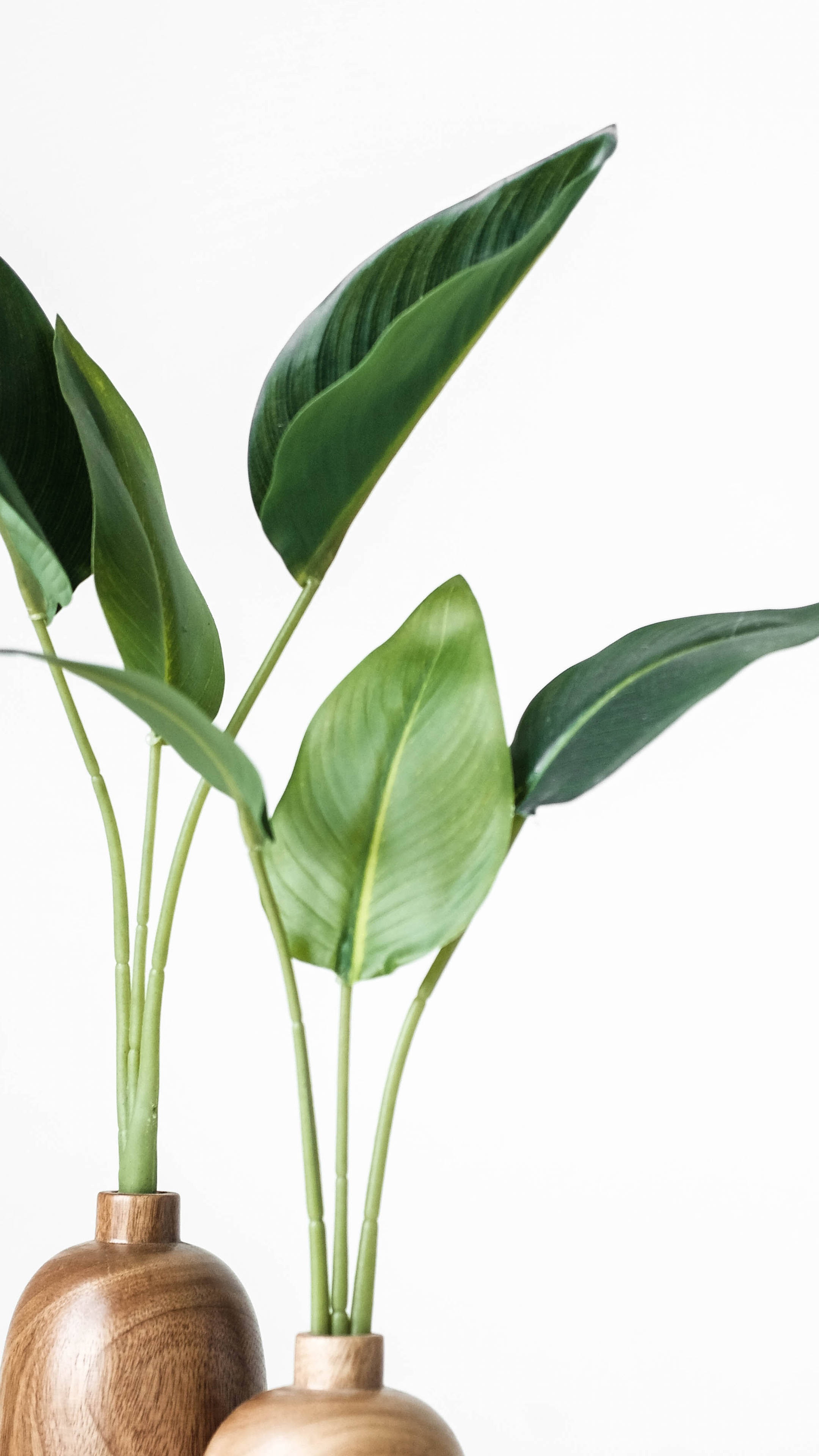 minimalist plant, wooden vase, tropical leaves, 4K Phone Wallpaper