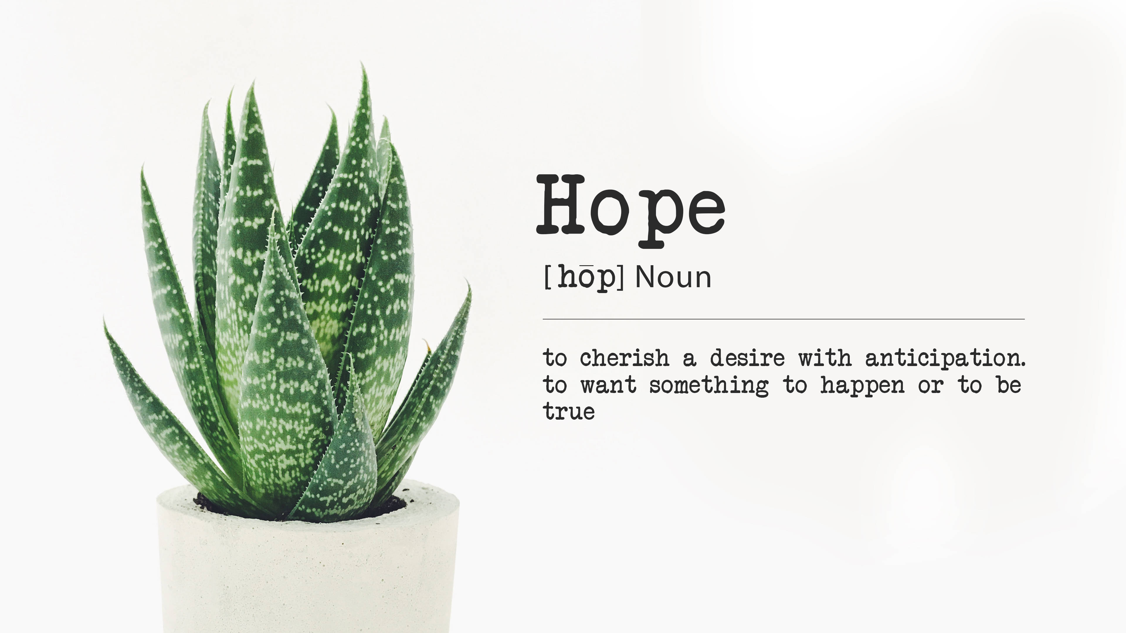 minimalist plant, hope quote, spiky green succulent, 4K Desktop Wallpaper