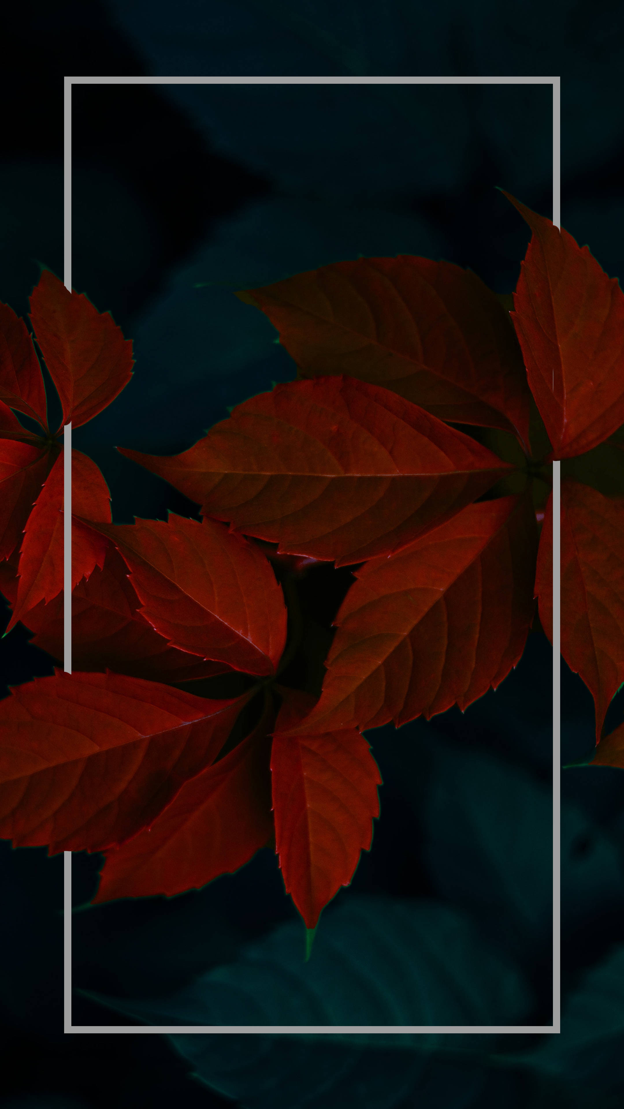 dark red minimalist plant leaves, vibrant red leaves, dark teal background, 4K Phone Wallpaper