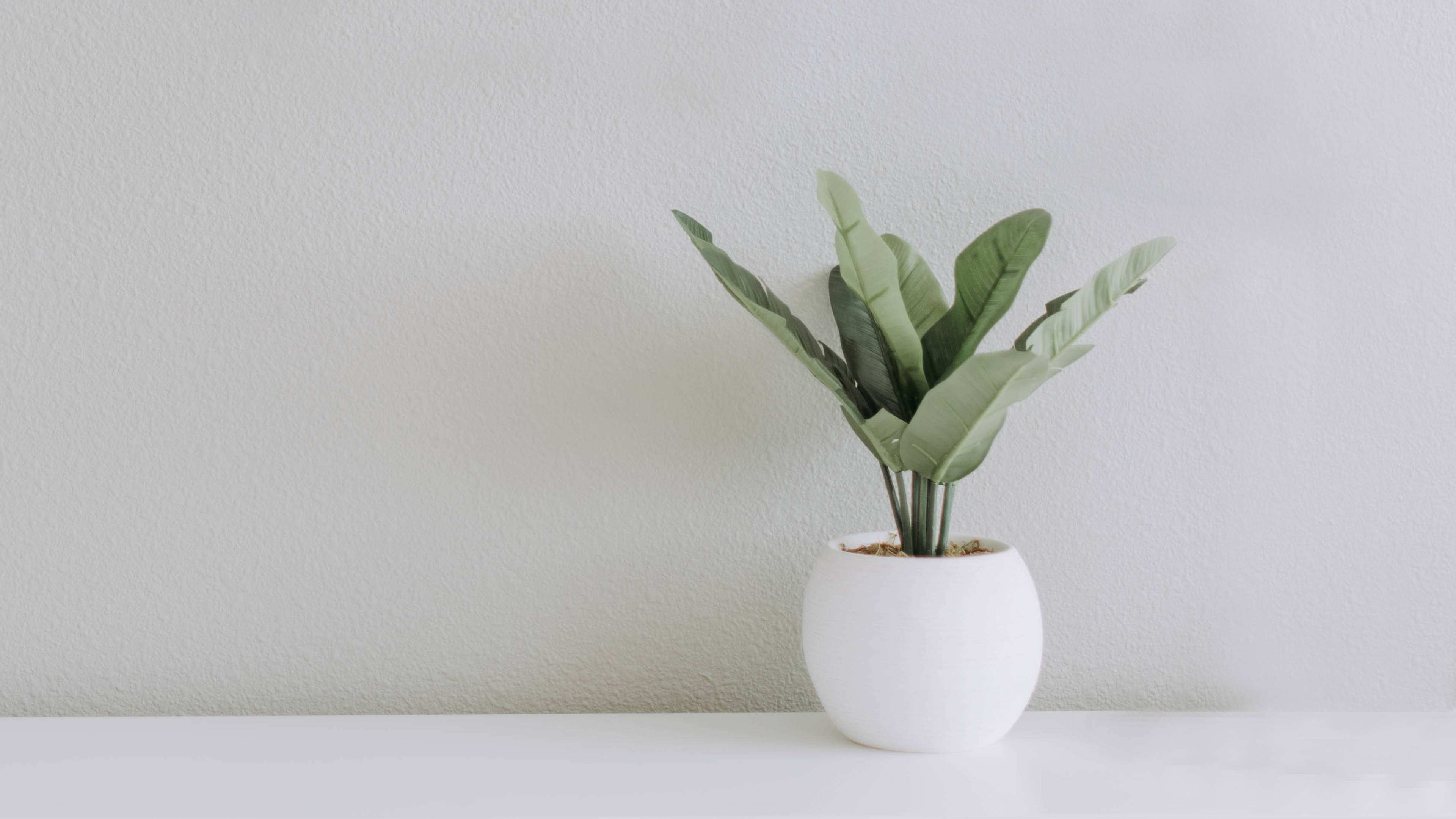 white minimalist plant aesthetic, green leafy plant, white pot, 4K Desktop Wallpaper