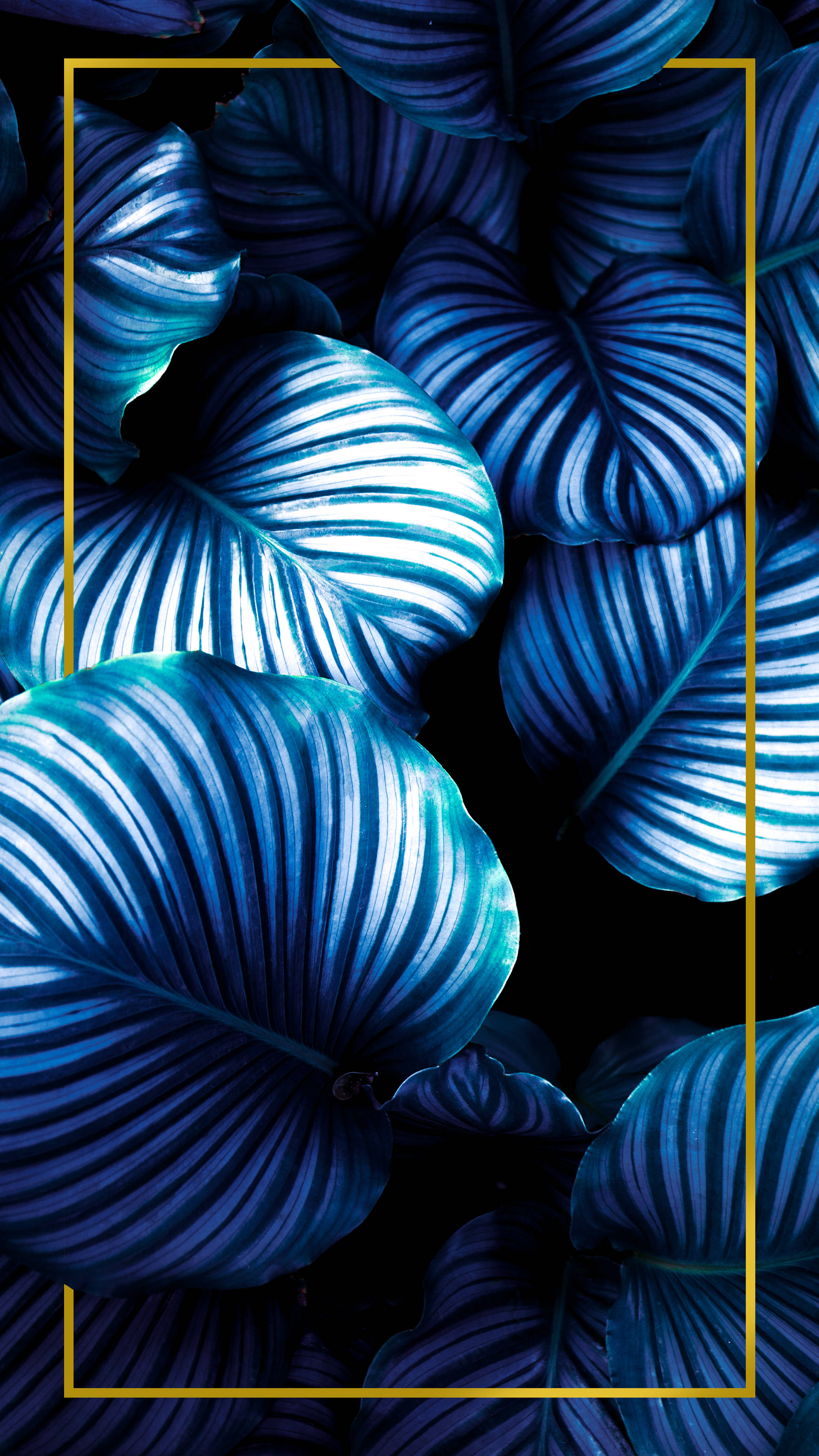 cool blue aesthetic minimalist plant, vibrant blue striped leaves, black background, 4K Phone Wallpaper