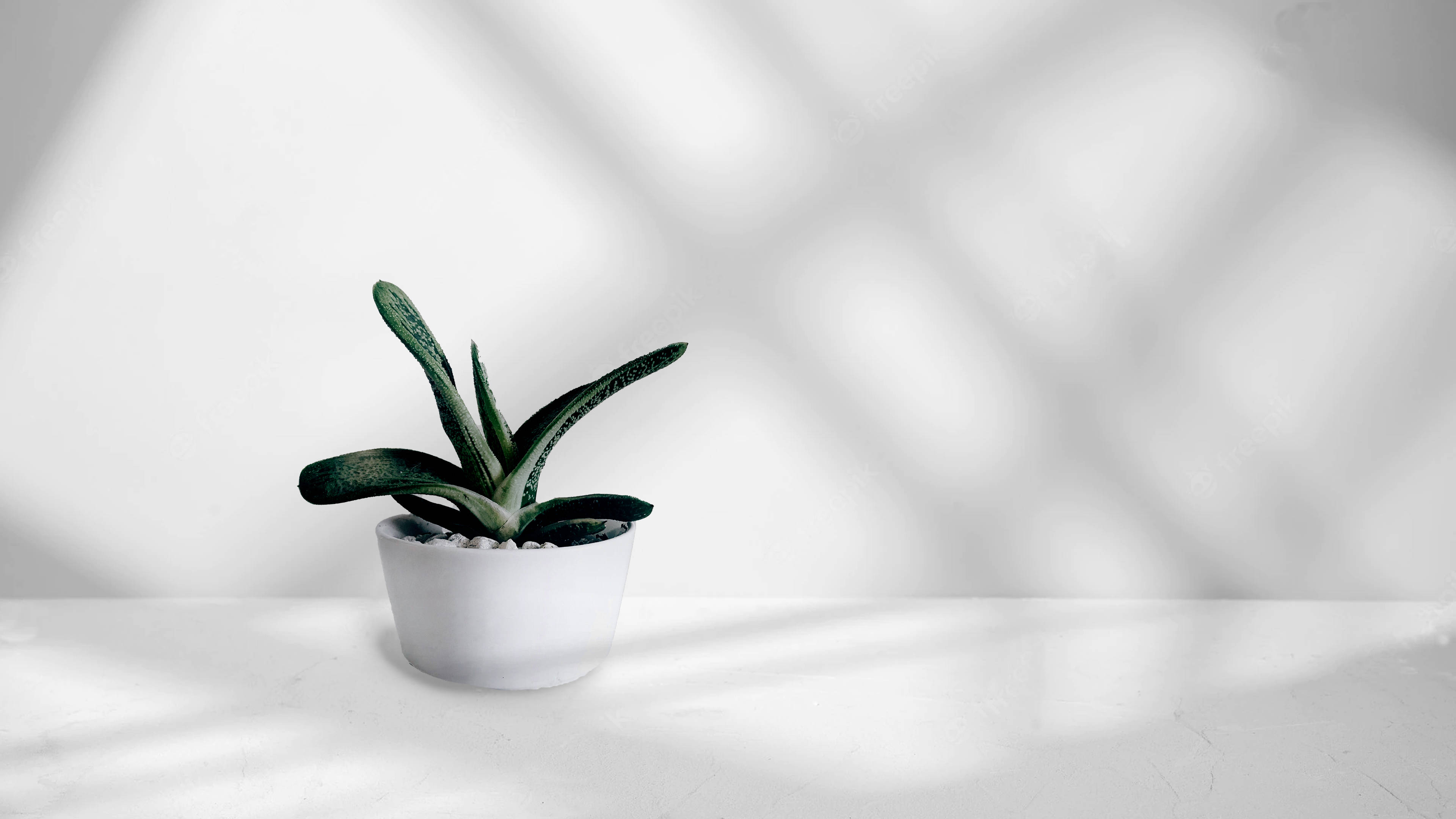 potted succulent, bright white surface, natural light, 4K Desktop Wallpaper