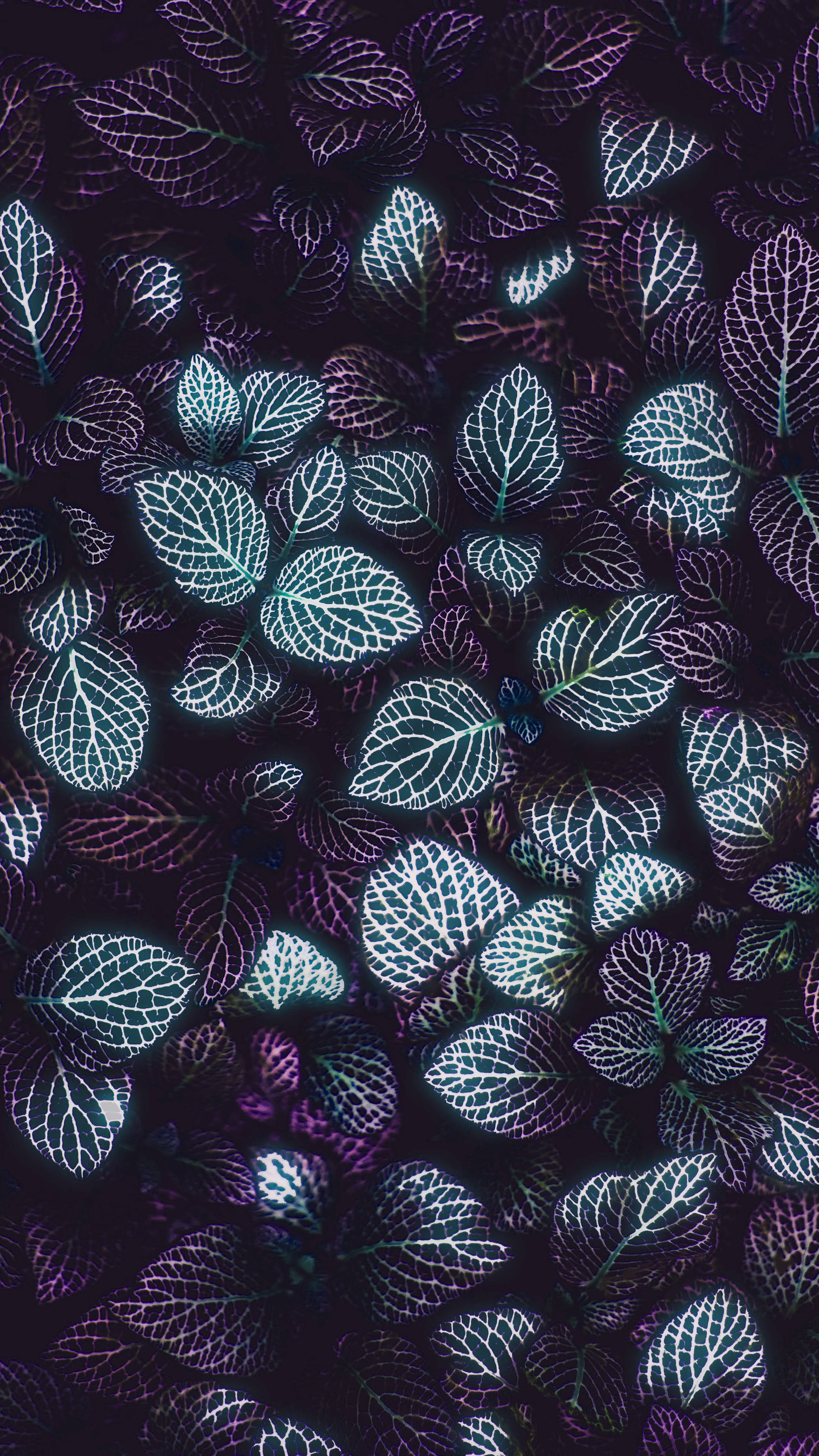dark minimalist plant leaves phone, glowing nettle leaves, intricate white veins, 4K Phone Wallpaper
