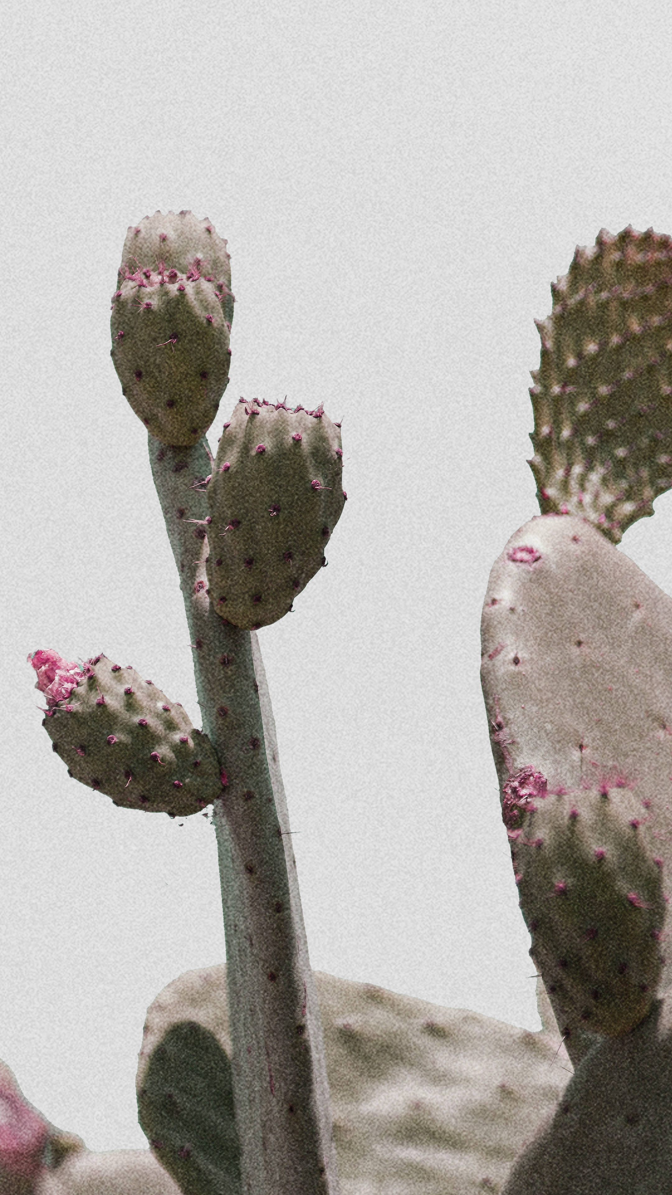 prickly pear cactus, pinkish spines, soft gray sky, 4K Phone Wallpaper