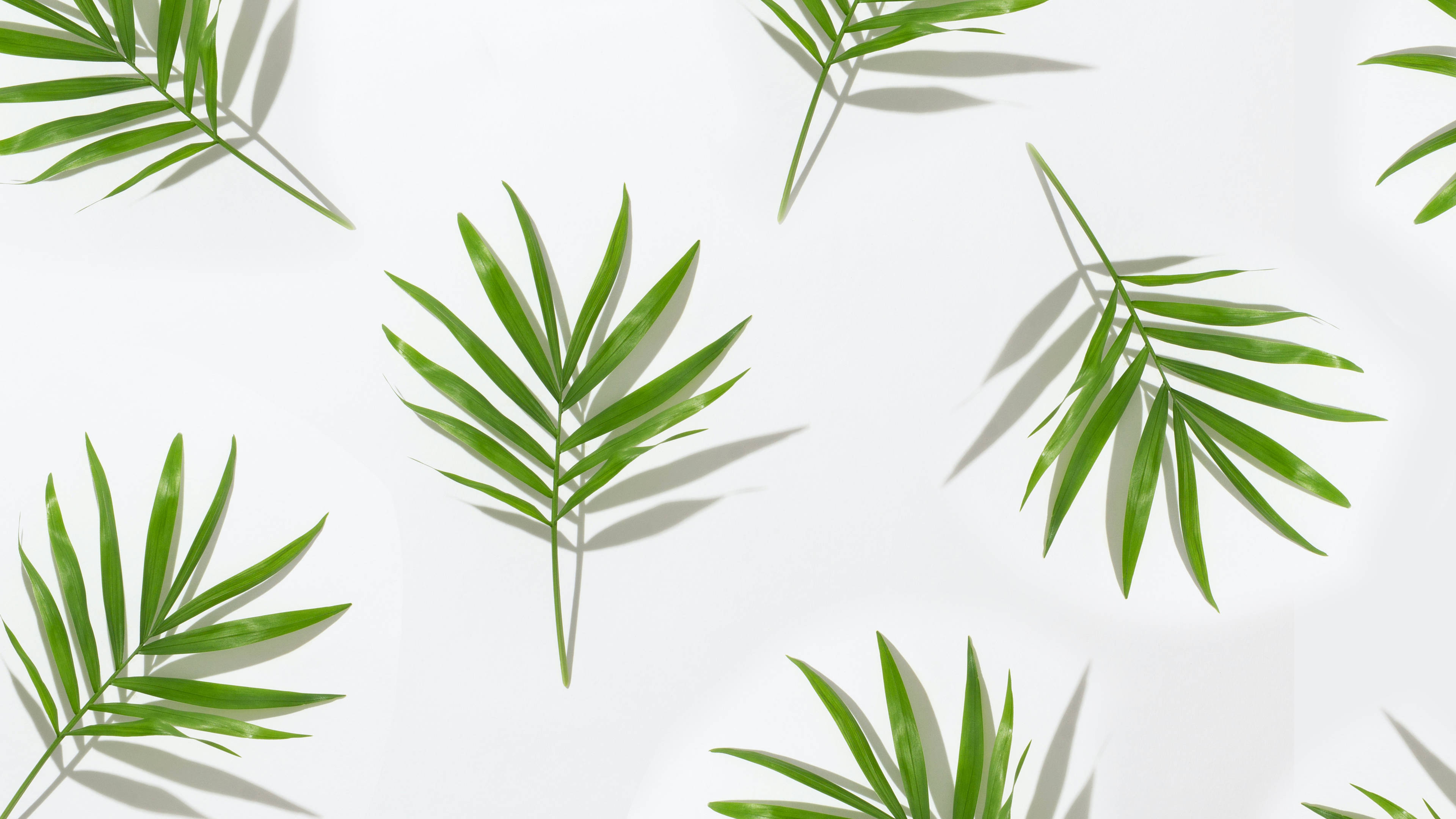 tropical minimalist plant leaf pattern, palm leaves, fresh green, 4K Desktop Wallpaper