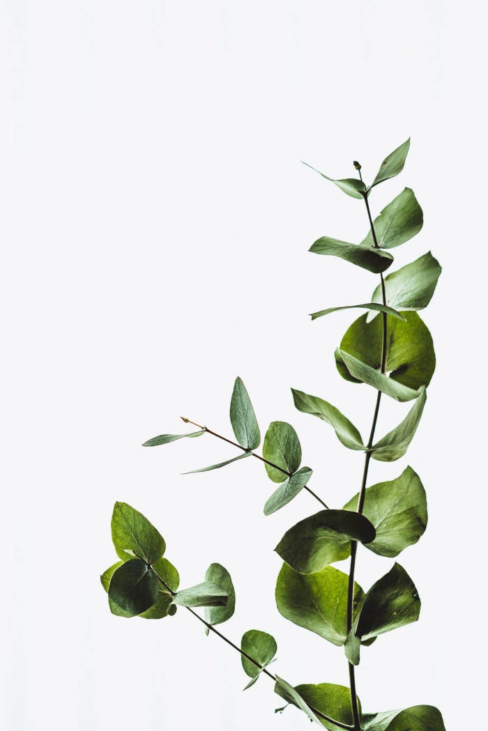 eucalyptus branch, glossy green leaves, stark white background, SD Phone Wallpaper