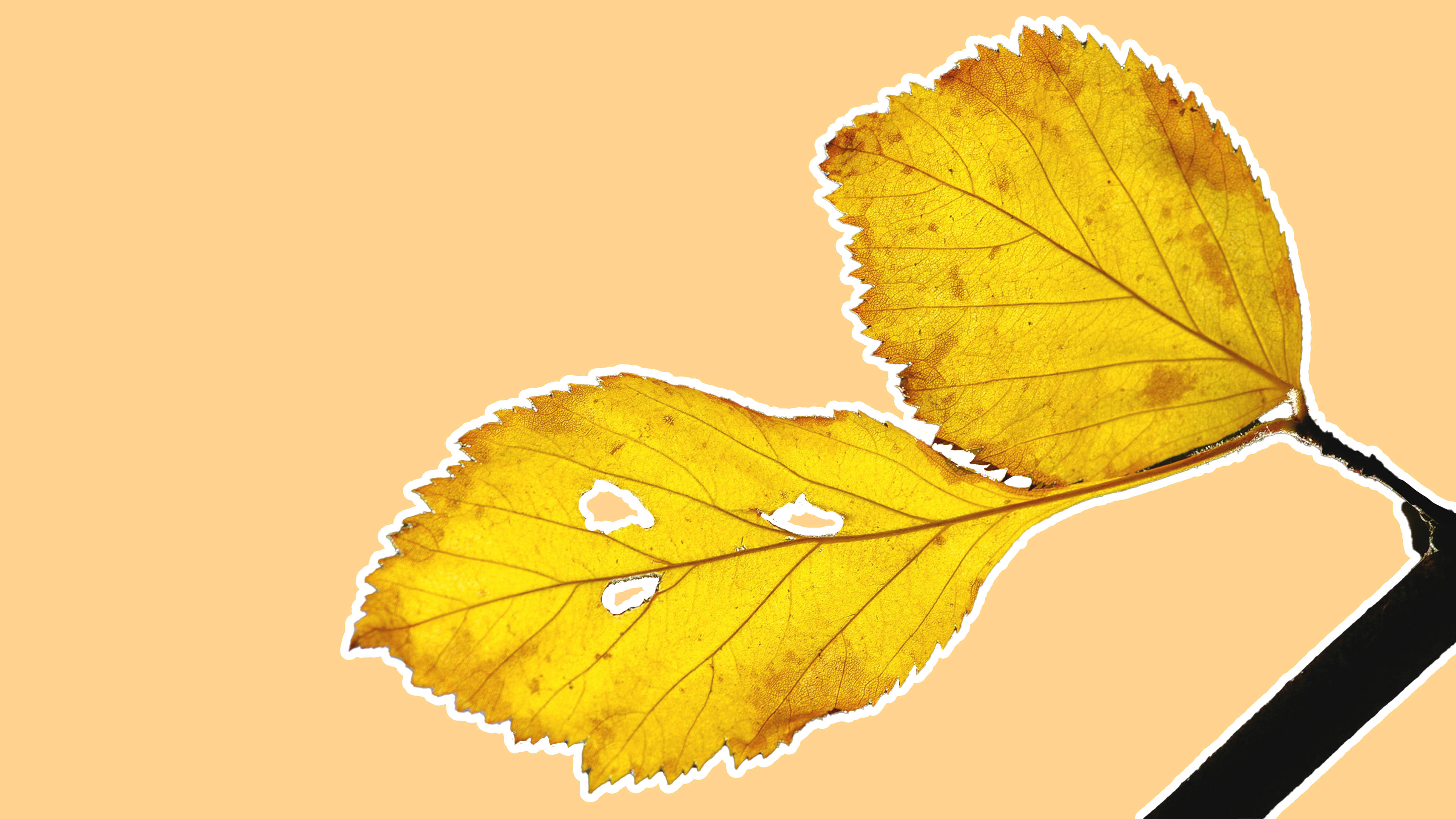yellow minimalist plant leaves, vibrant yellow autumn leaves, holes, 4K Desktop Wallpaper