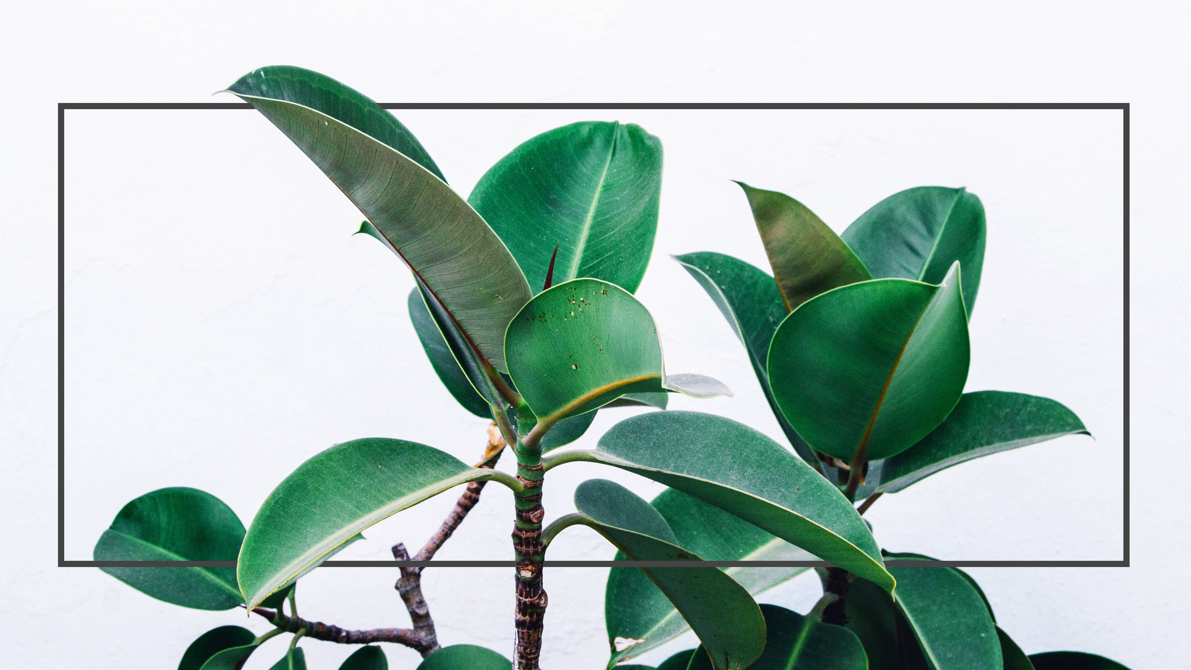 potted rubber fig, glossy texture, thin black border, 4K Desktop Wallpaper