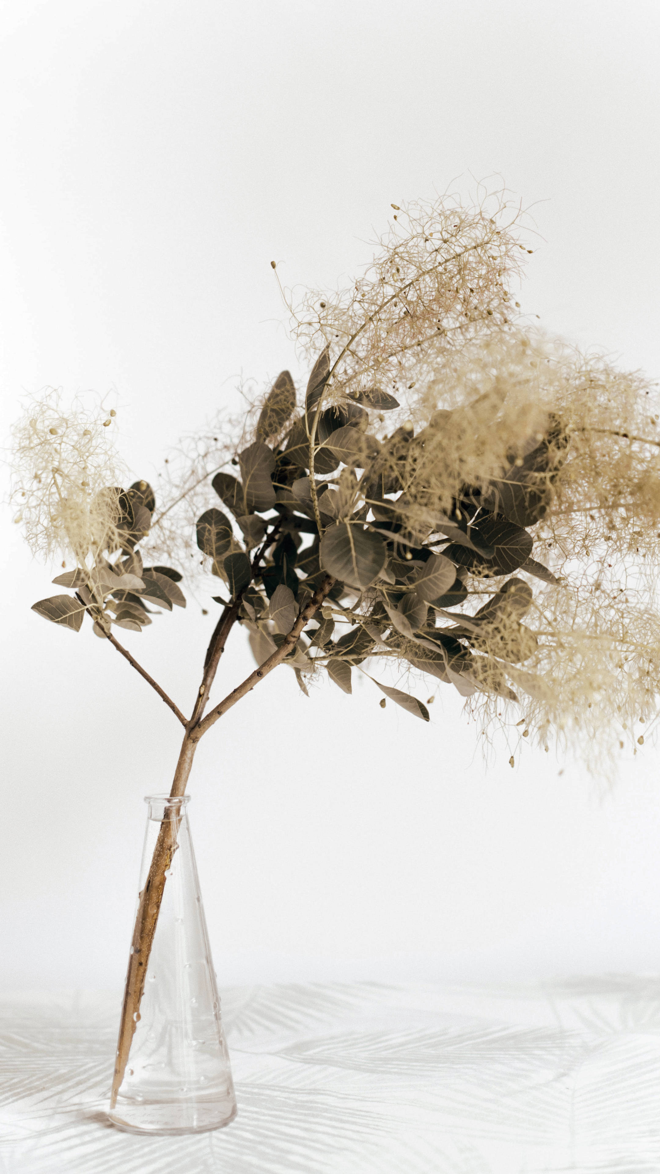minimalist plant, clear glass vase, dried plant, 4K Phone Wallpaper