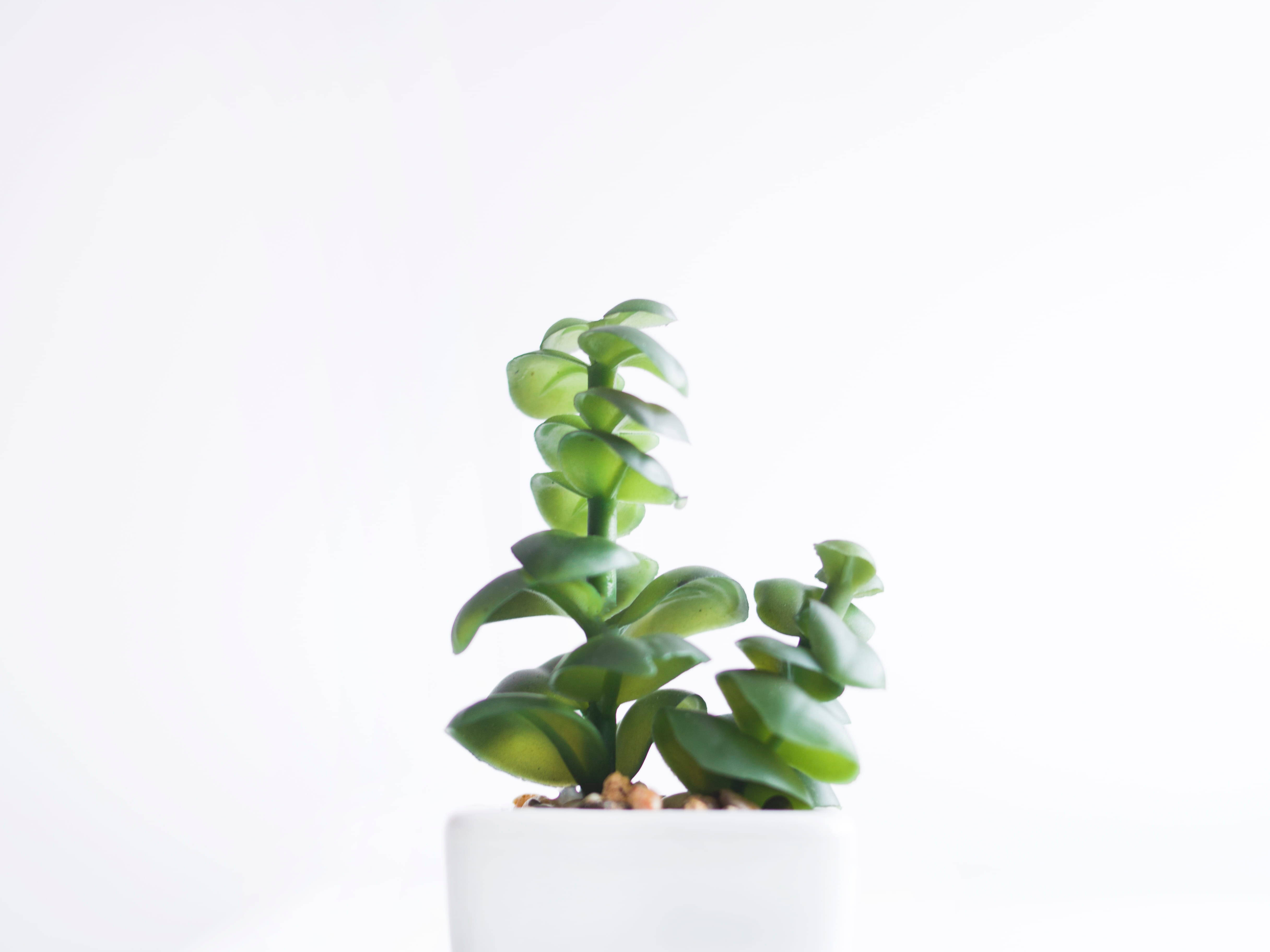 white pot, vibrant green succulent, spiraling leaves, 4K Desktop Wallpaper