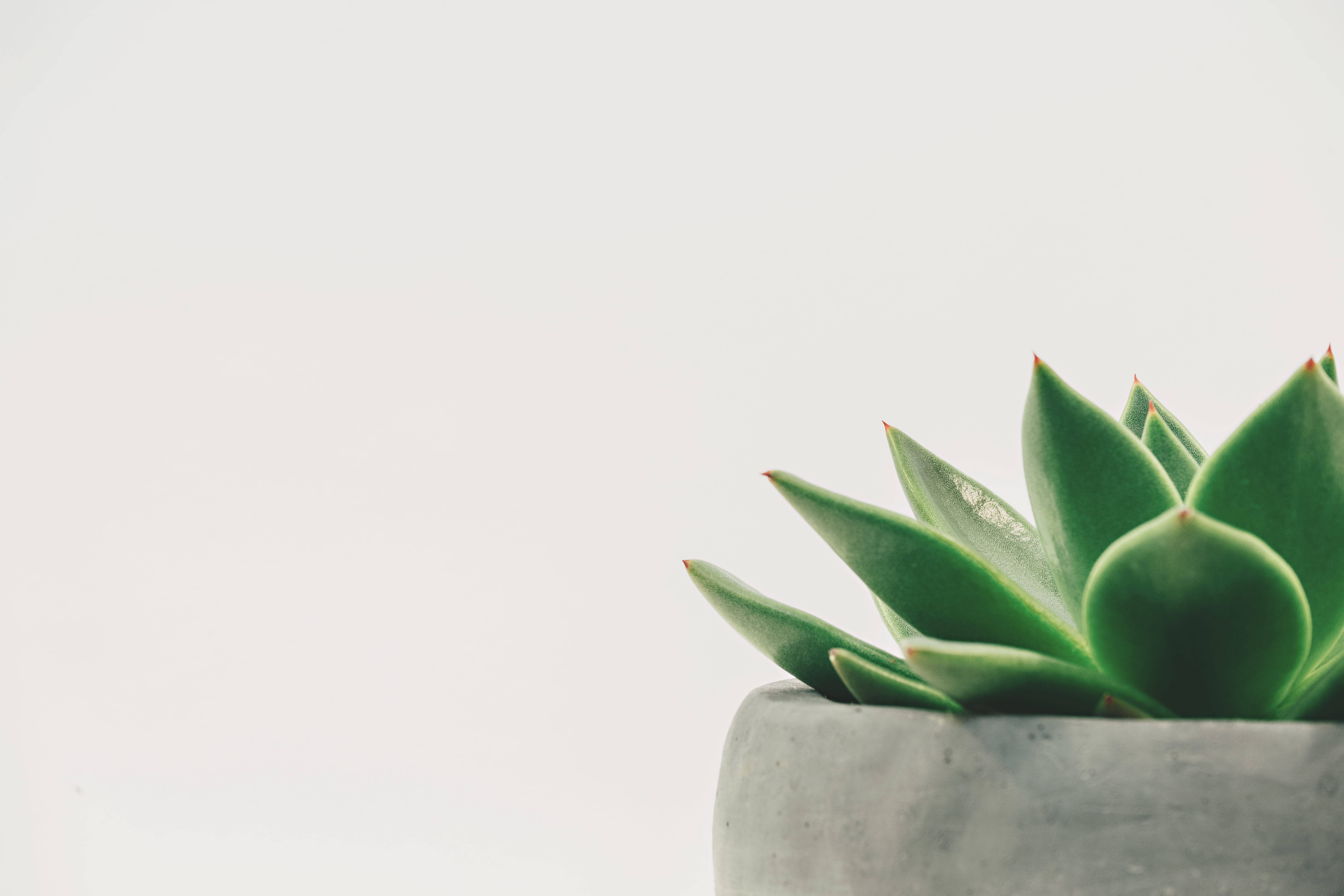 succulent plant, green succulent, pointed leaves, 5K Desktop Wallpaper