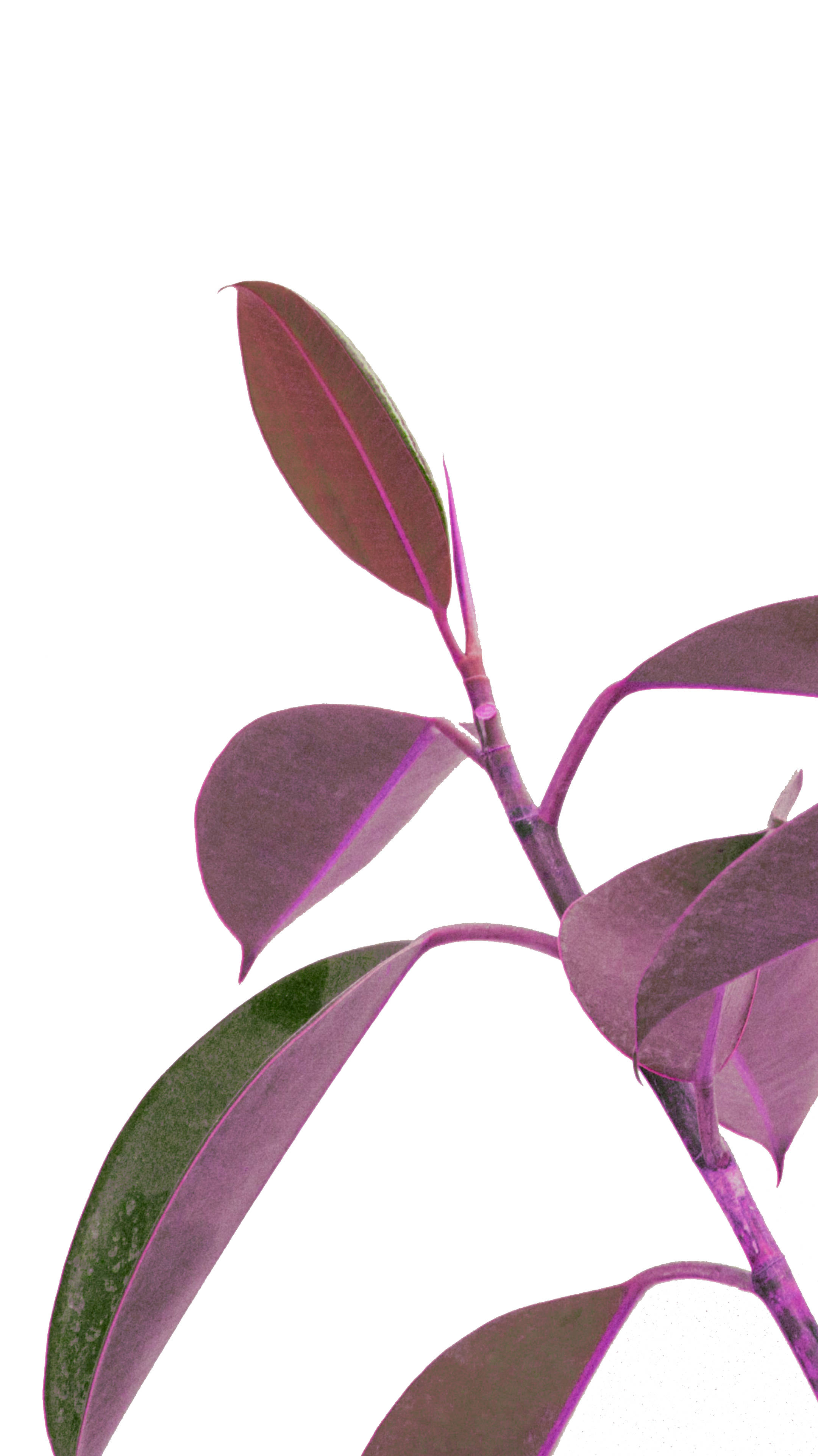 purple-leafed plant, glossy leaves, thin stem, 4K Phone Wallpaper