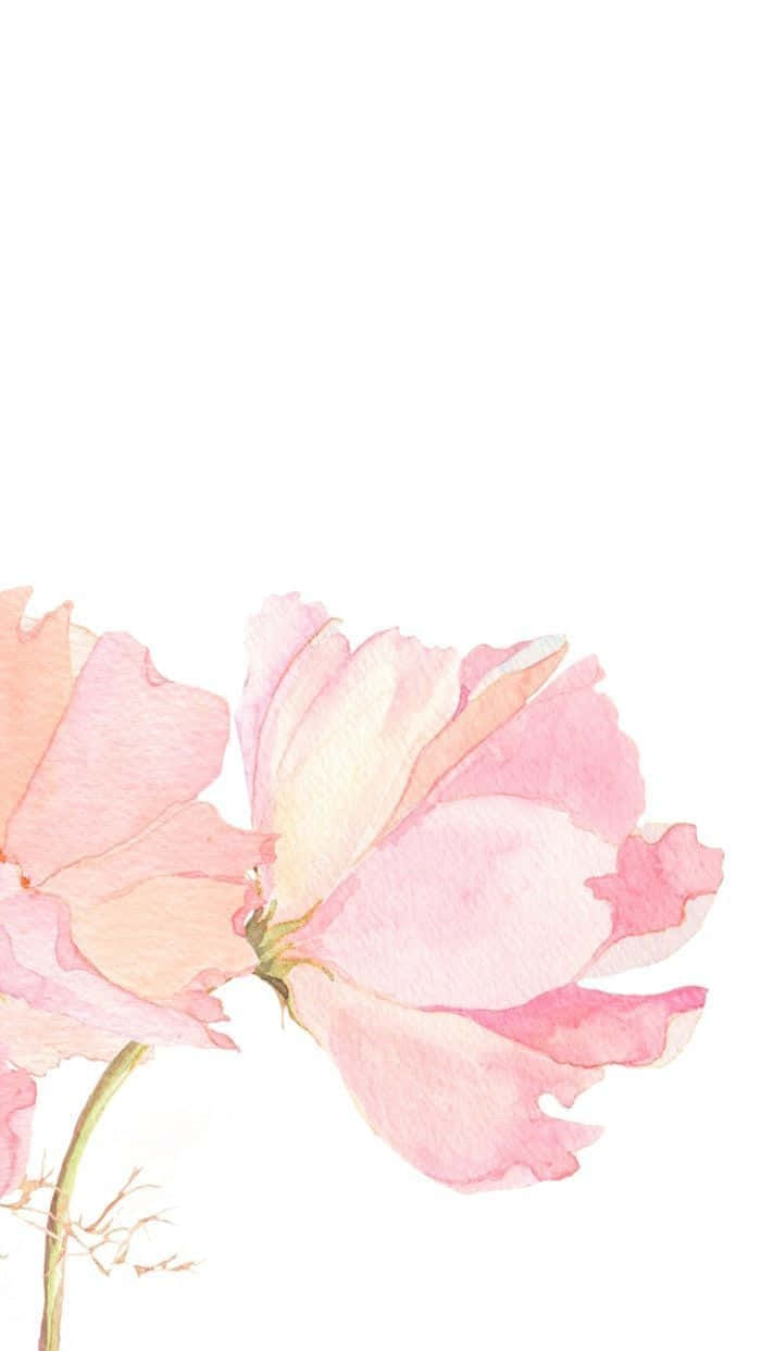 minimalist flower, watercolor pink flower, soft gradients, SD Phone Wallpaper