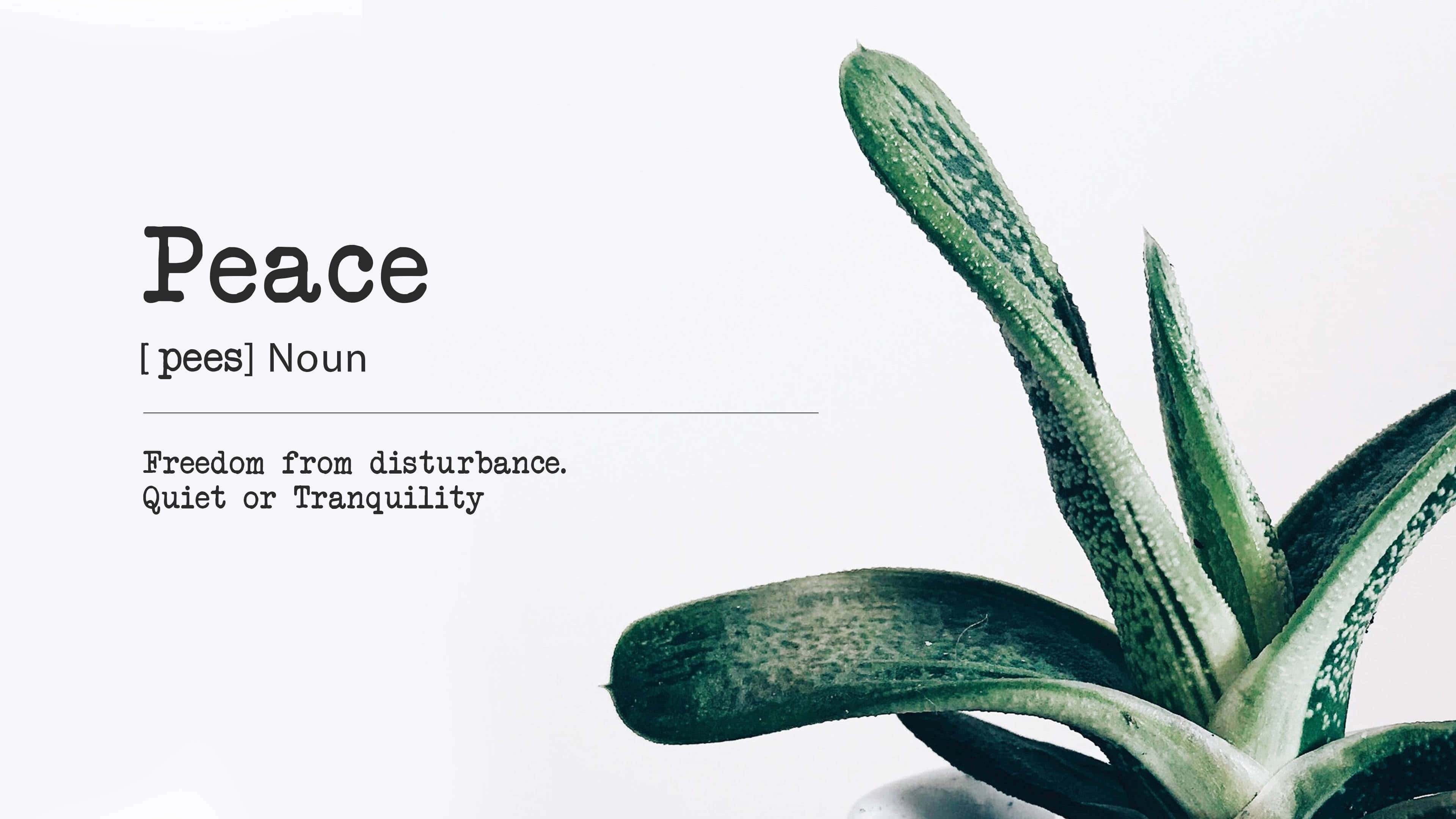minimalist quote, 3840 x 2160, green succulent plant, 4K Desktop Wallpaper