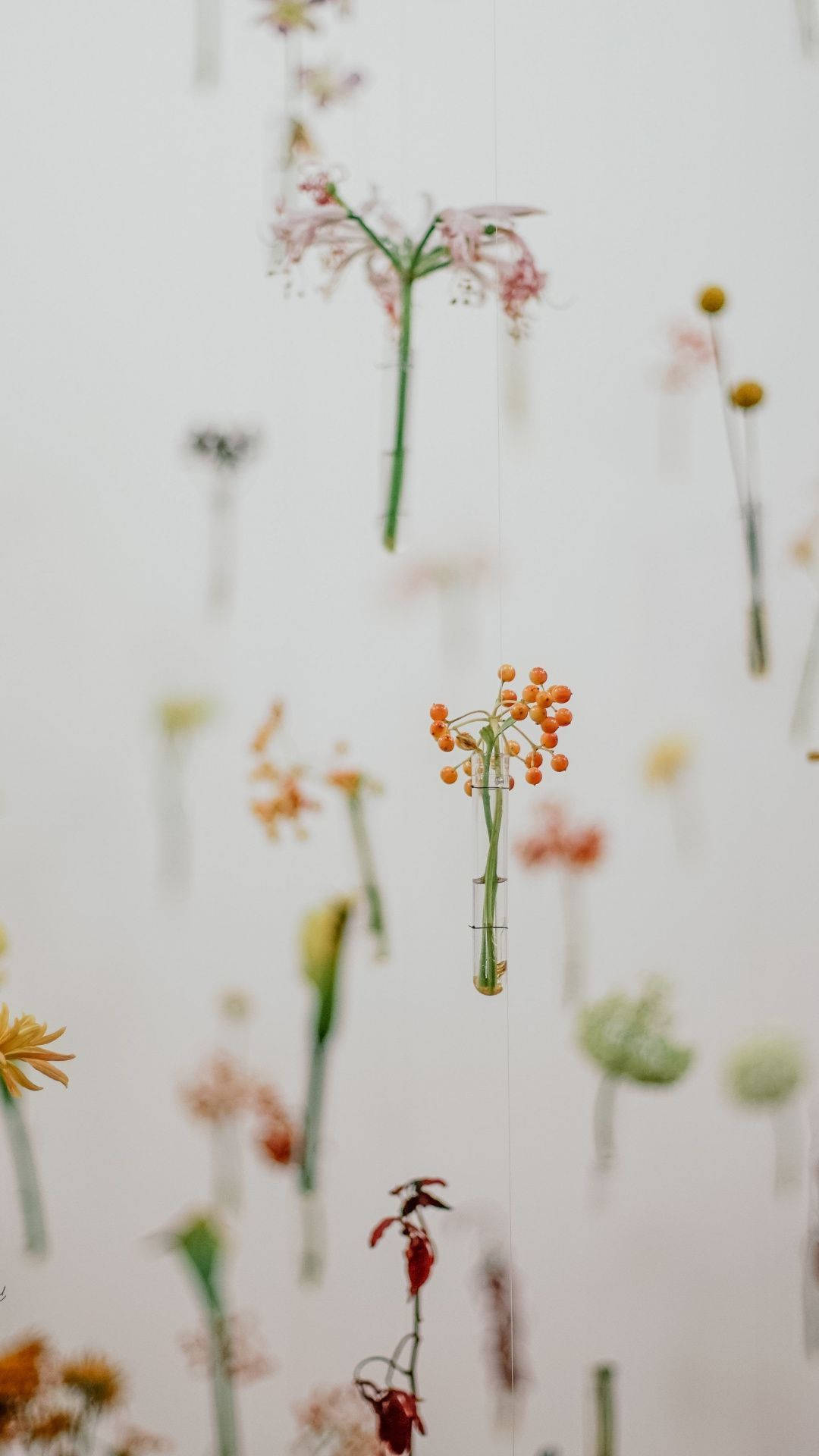 minimalist spring, dried flowers, seed pods, Full HD Phone Wallpaper