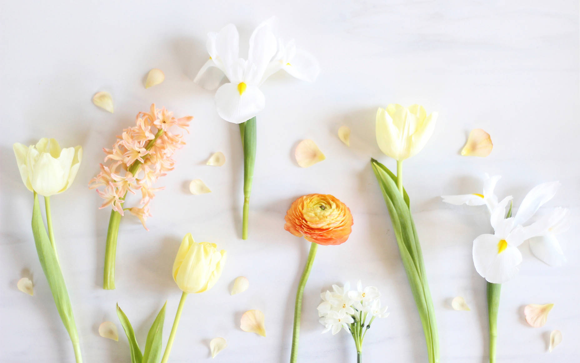 pastel flowers, tulips, irises, HD Desktop Wallpaper