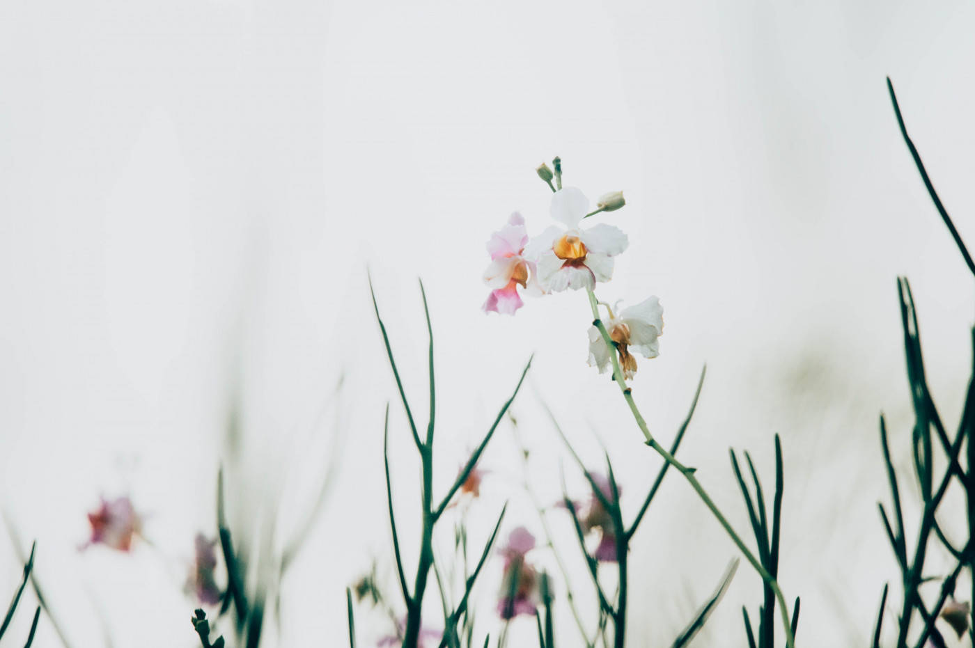 minimalist spring, white flowers, pink flowers, HD Desktop Wallpaper