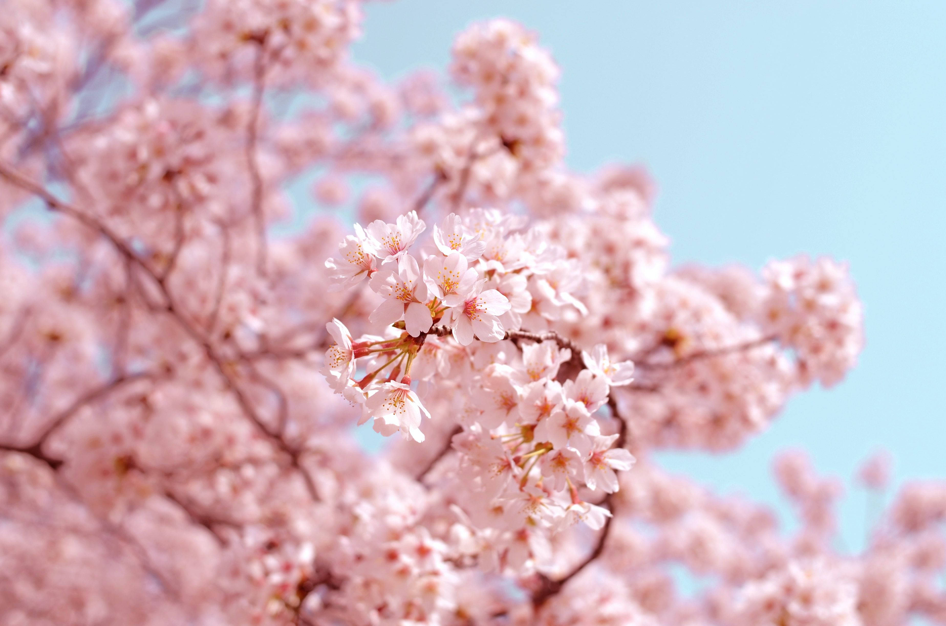 spring aesthetic, soft pink cherry blossoms, clear blue sky, 2K Desktop Wallpaper