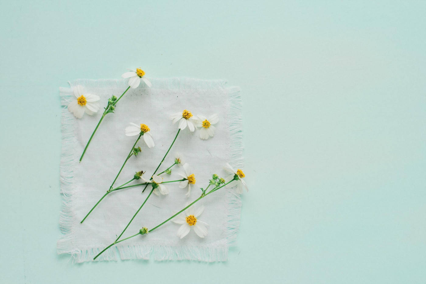 white daisies, yellow centers, frayed white cloth, HD Desktop Wallpaper