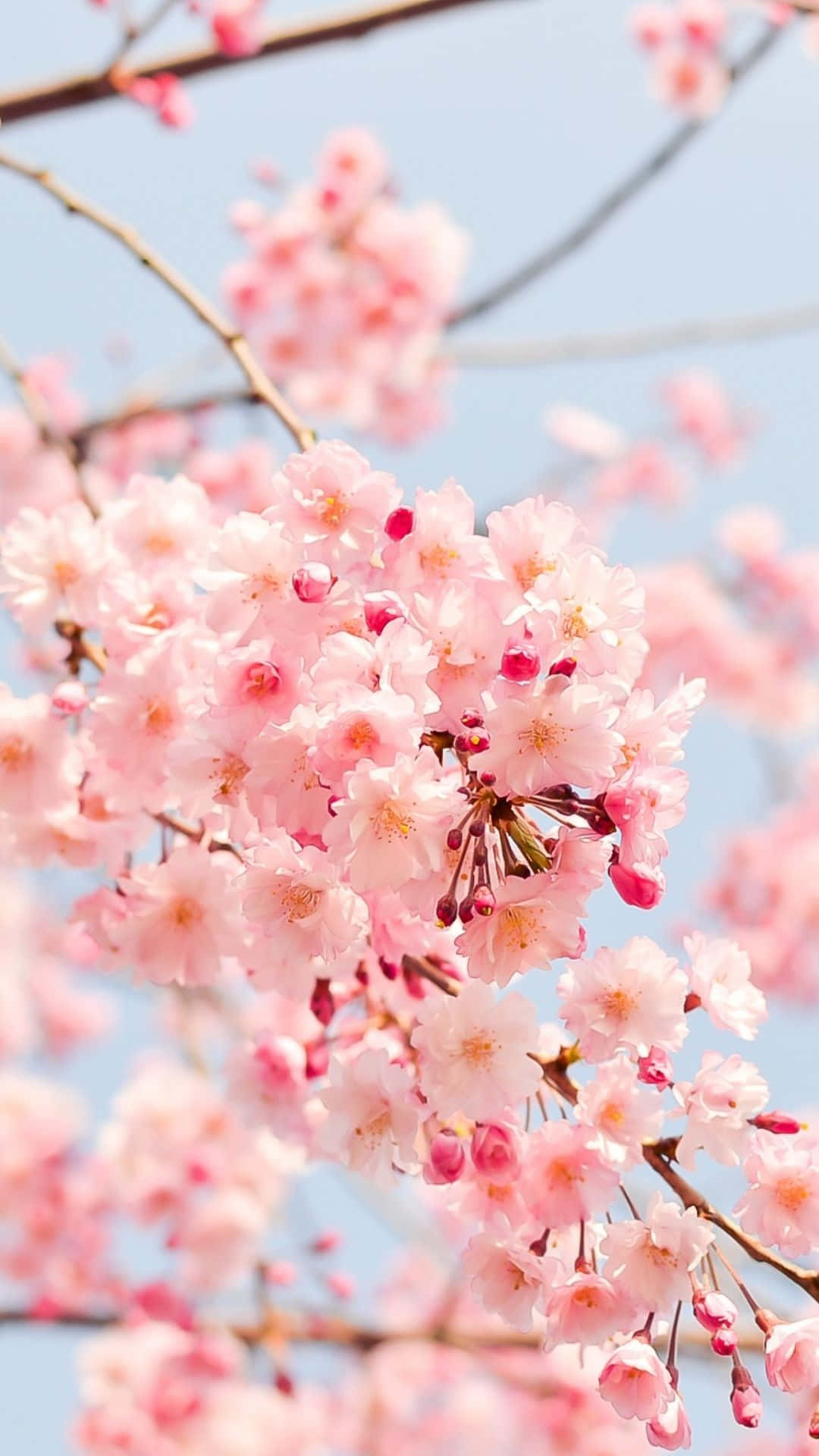 springtime cherry blossoms, soft pink cherry blossoms, dense branches, Full HD Phone Wallpaper