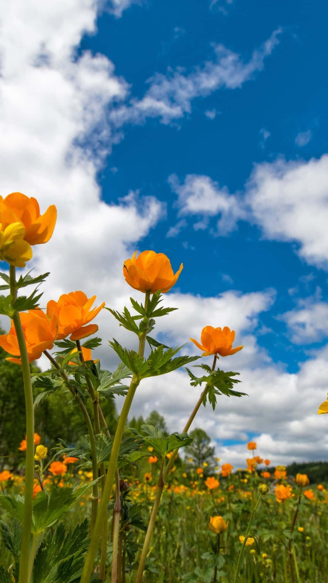 springtime meadow blooms, vibrant orange flowers, sunlit meadow, Full HD Phone Wallpaper