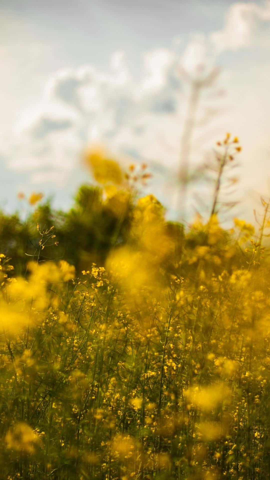 springtime yellow flowers field, vibrant yellow wildflowers, soft blue sky, Full HD Phone Wallpaper