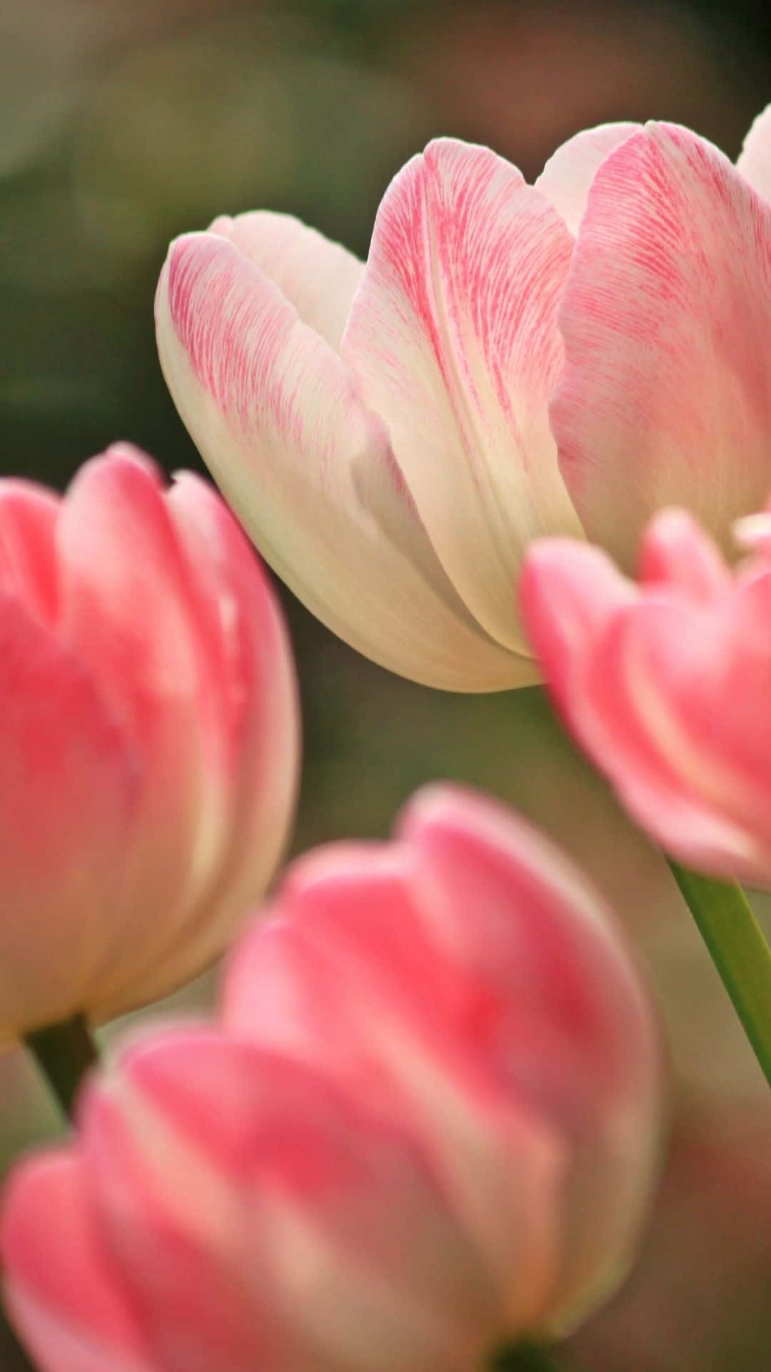 pink white tulips, springtime, soft pink, Full HD Phone Wallpaper