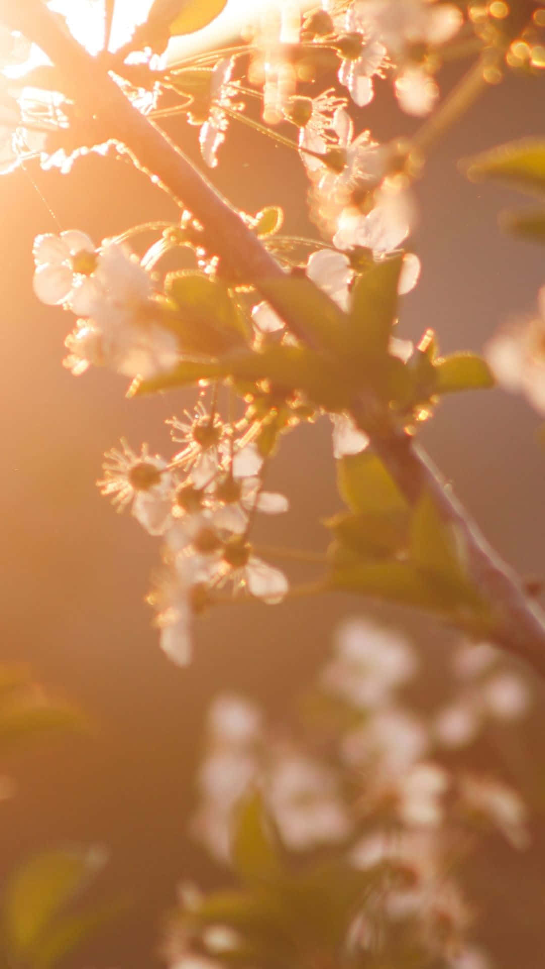 springtime sunlit blossoms, white blossoms, green leaves, Full HD Phone Wallpaper
