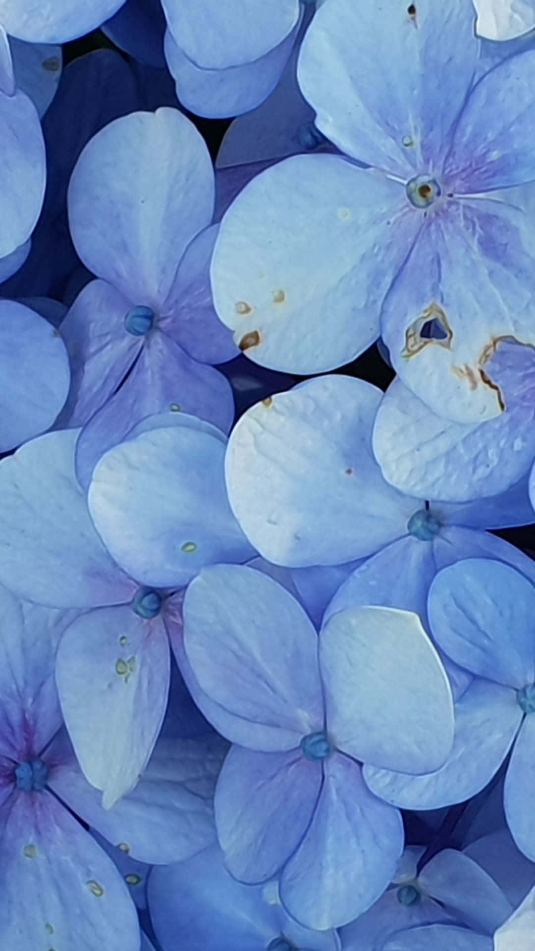 blue hydrangea, delicate blue hydrangea blossoms, subtle purple hues, Full HD Phone Wallpaper