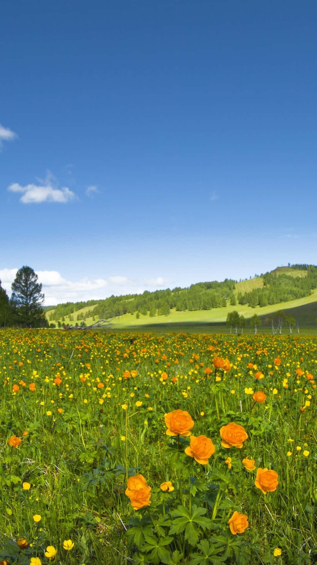 springtime meadow blooms, orange and yellow wildflowers, sunlit green meadow, Full HD Phone Wallpaper