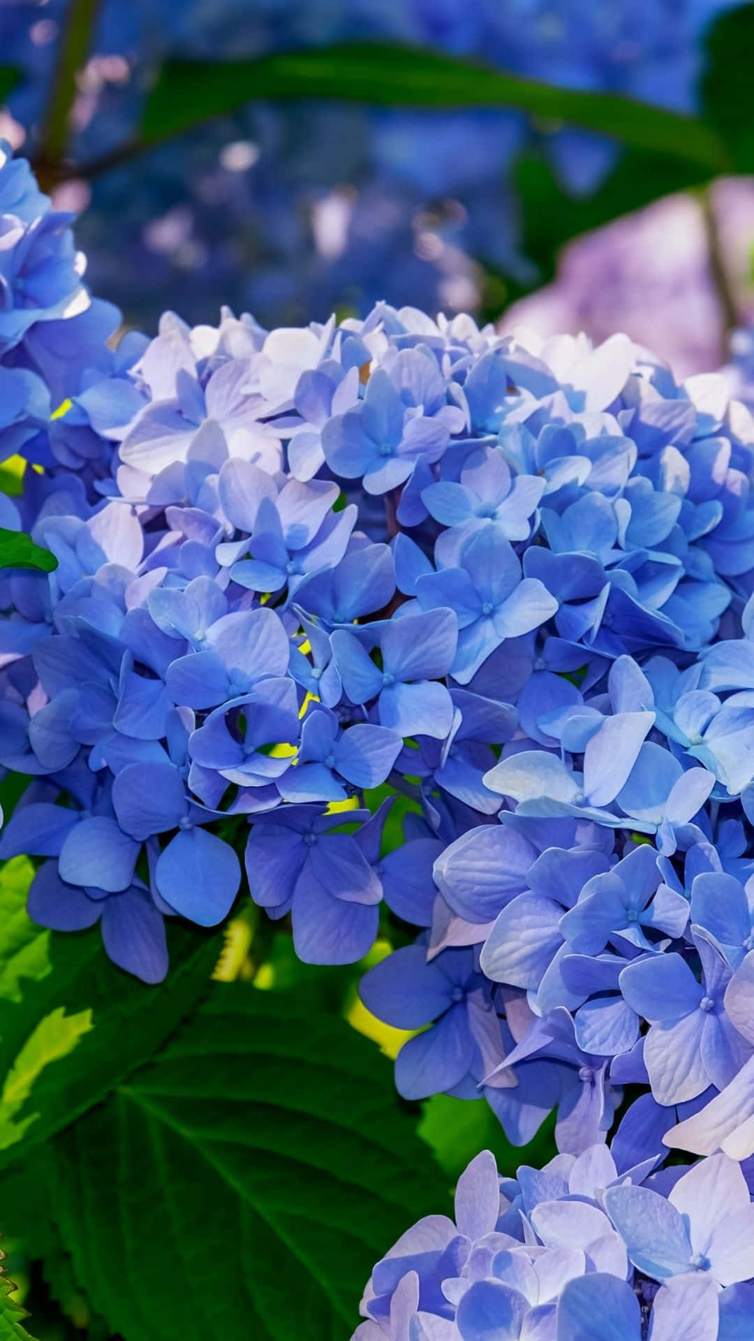 blue hydrangea blossoms, springtime, lush green leaves, Full HD Phone Wallpaper