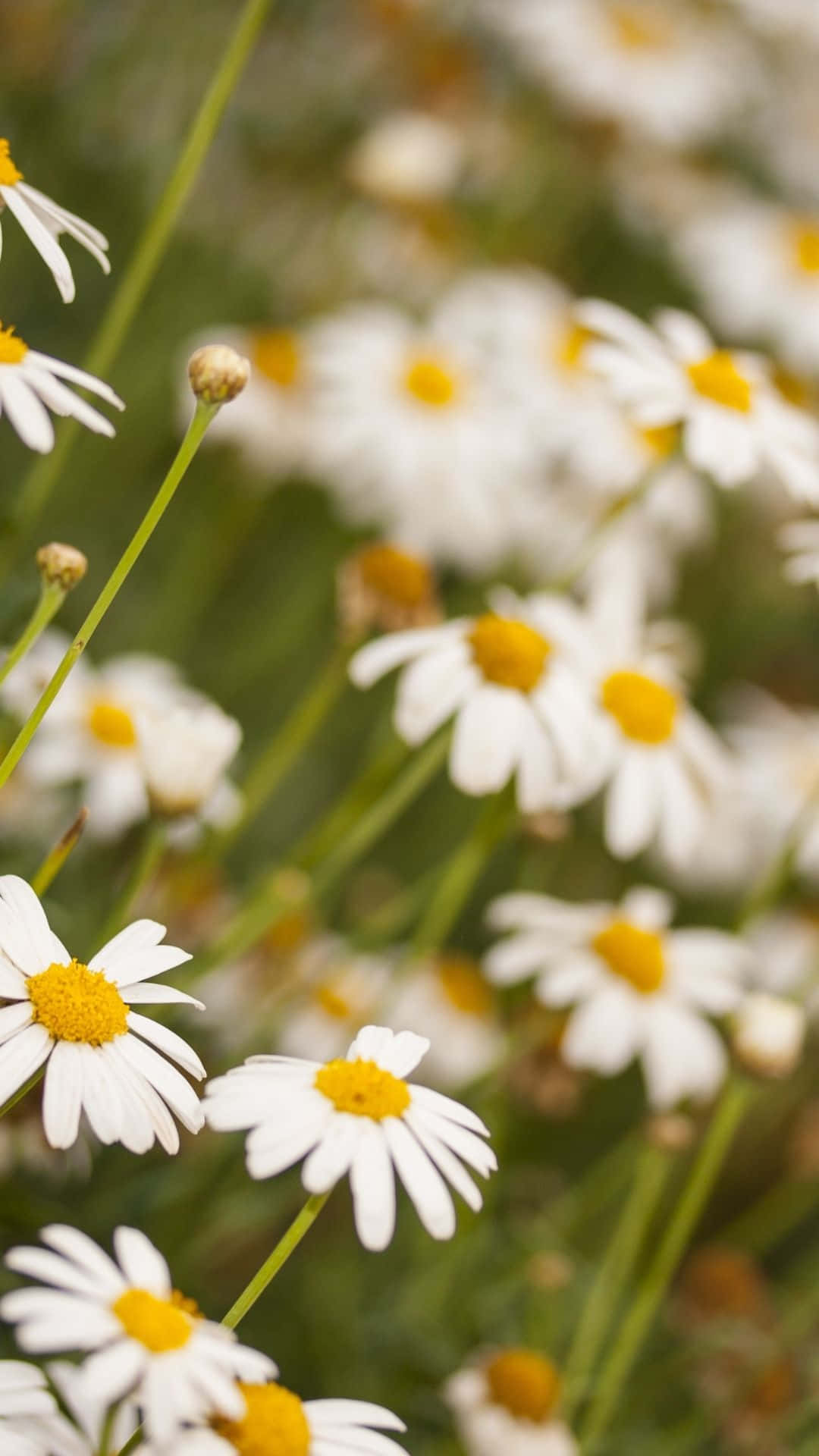 white daisies, bright yellow centers, sunlit meadow, Full HD Phone Wallpaper