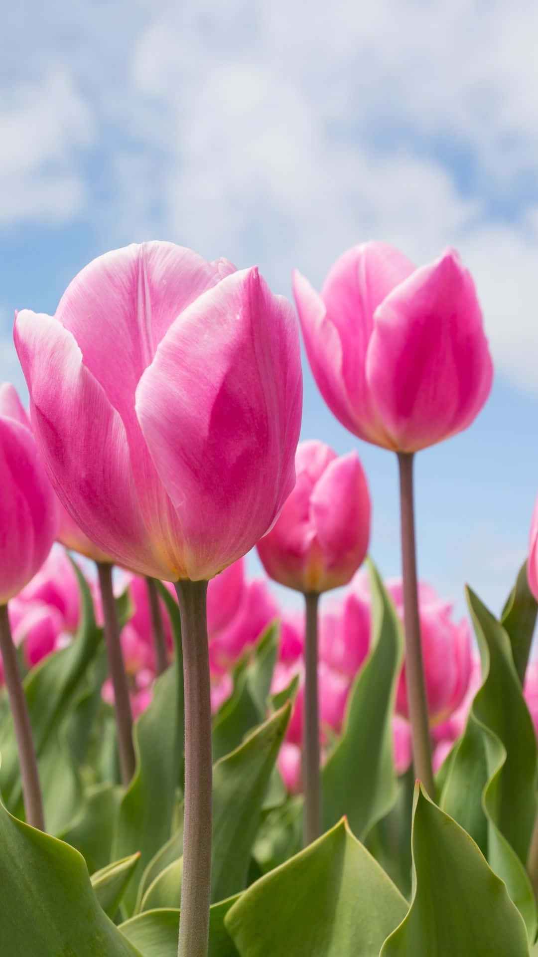 pink tulips, soft blue sky, wispy white clouds, Full HD Phone Wallpaper