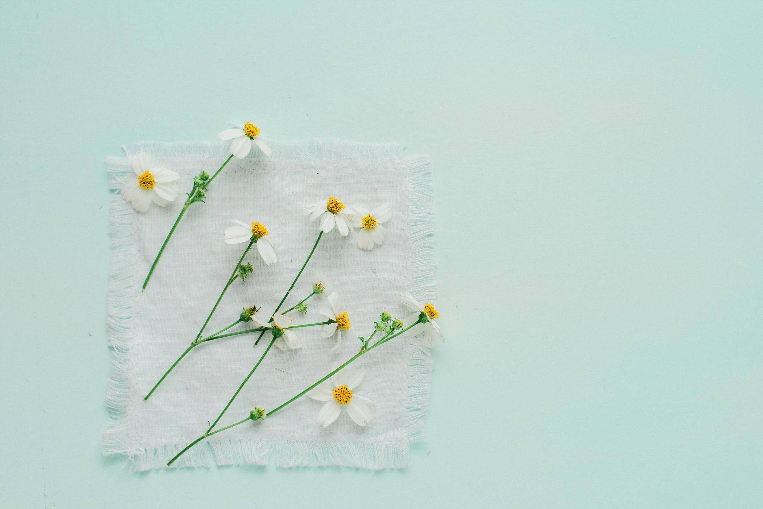 white daisies, yellow centers, frayed white cloth, 2K Desktop Wallpaper