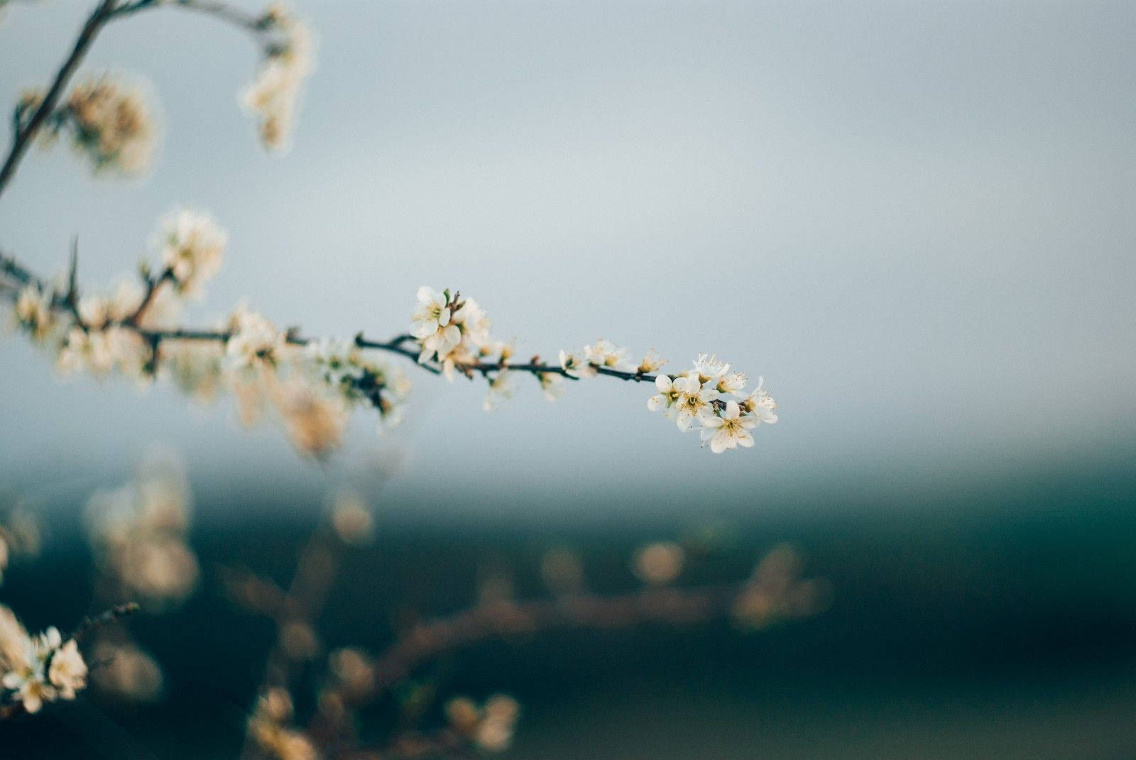 Minimalist Spring, white blossoms, slender branches, HD Desktop Wallpaper