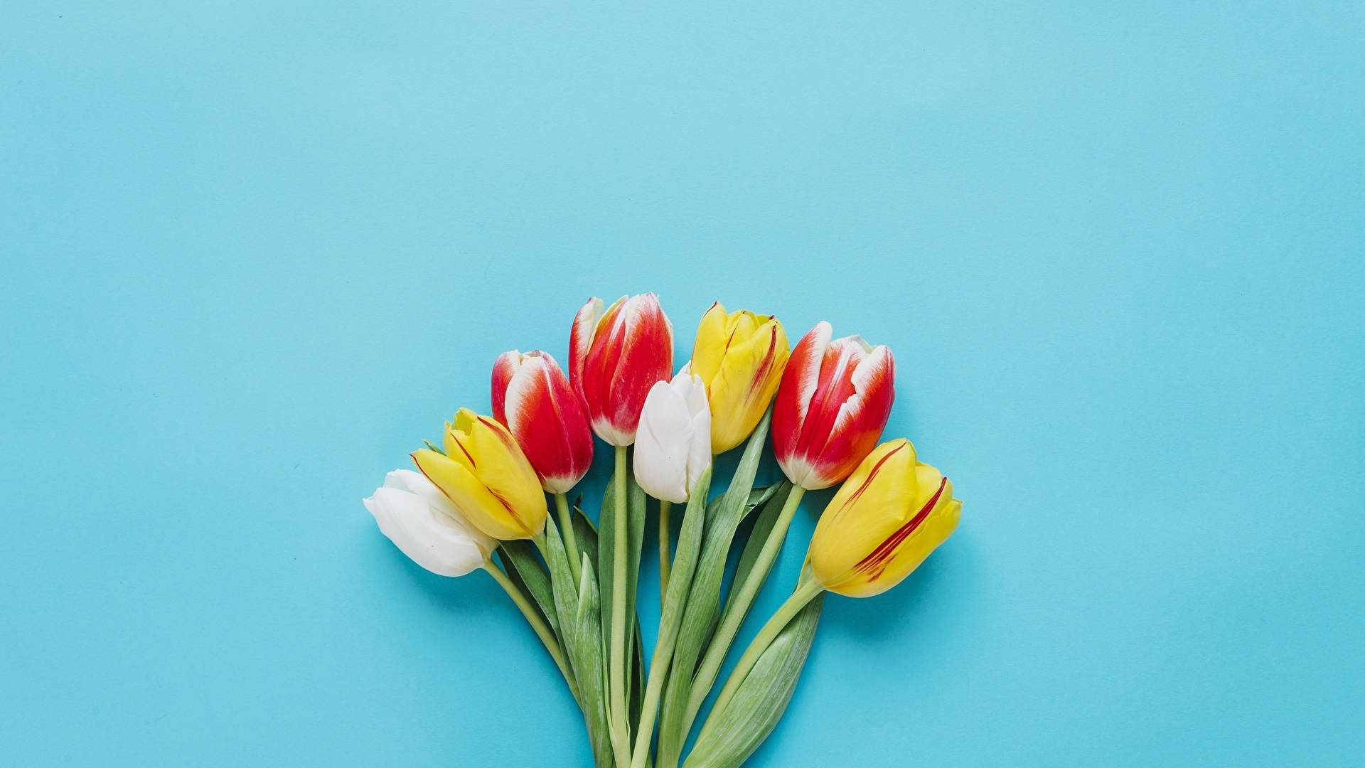 tulips, red yellow and white, blue background, Full HD Desktop Wallpaper