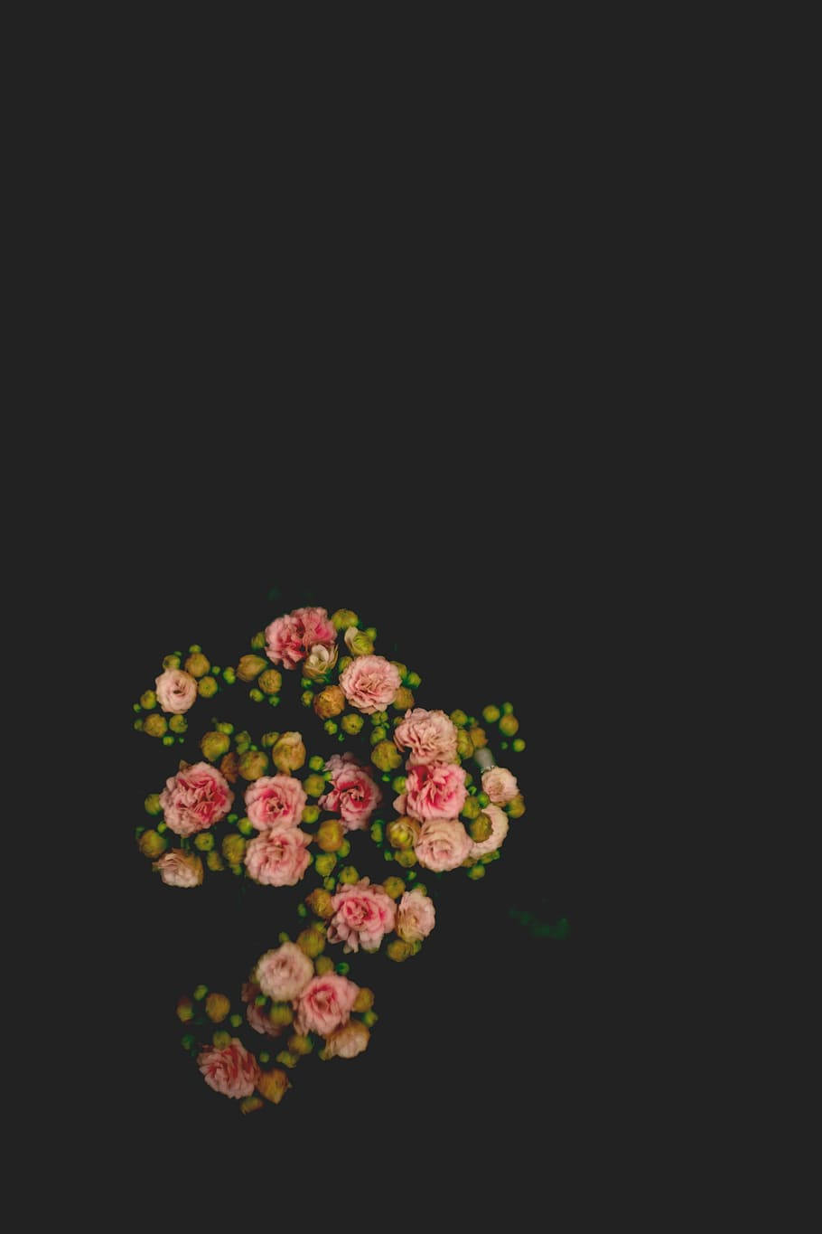 pink roses, green buds, deep black background, HD Phone Wallpaper