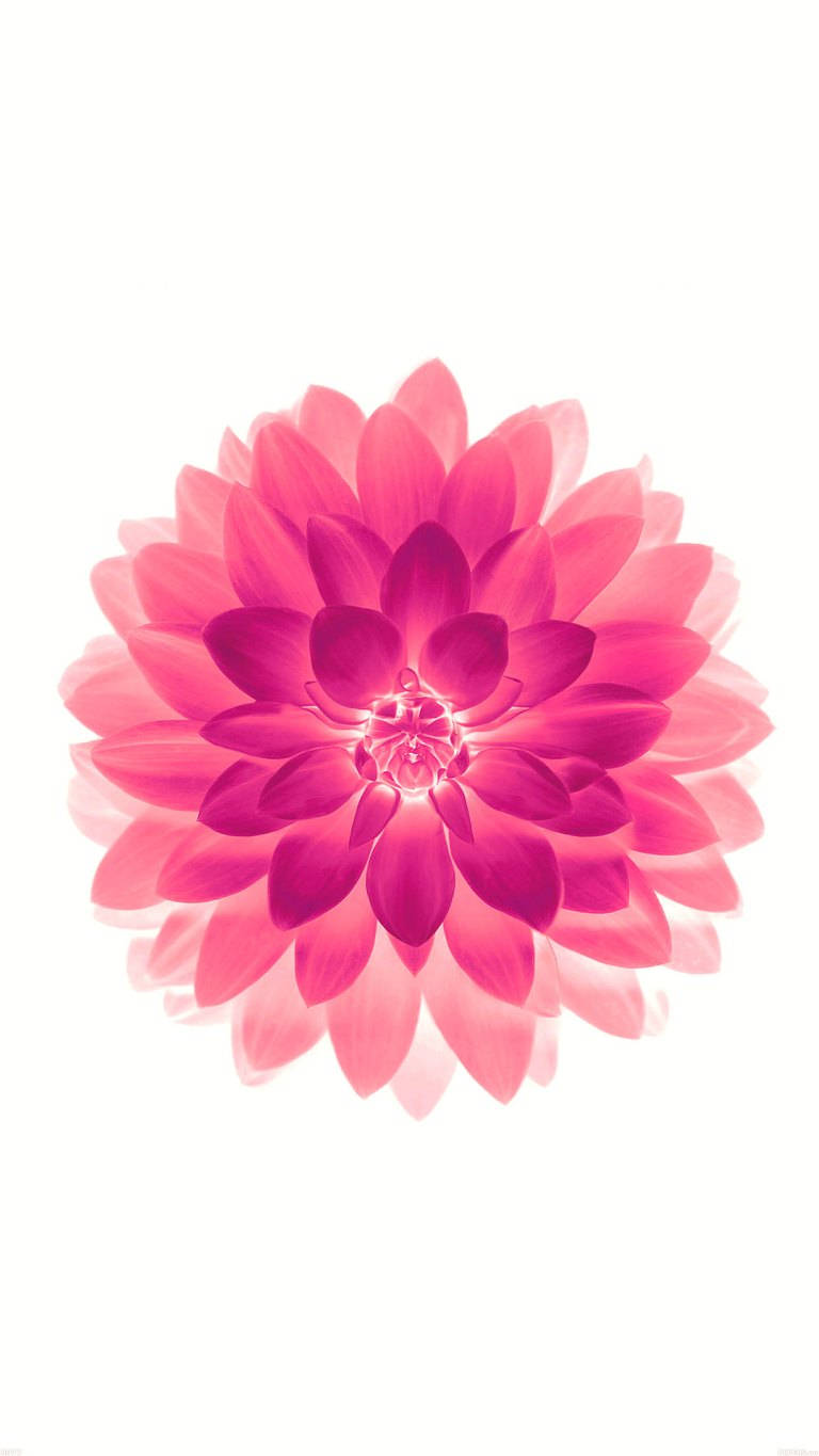 minimalist spring, vibrant pink dahlia, layered petals, HD Phone Wallpaper
