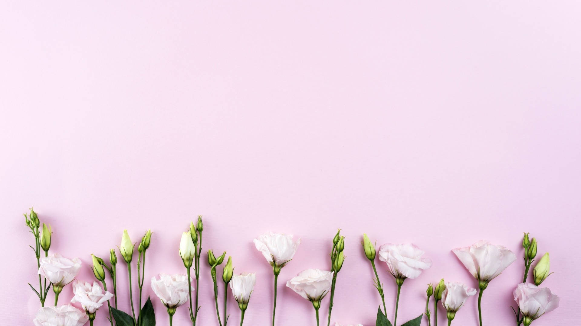 soft pink eustoma flowers, buds, solid pastel pink background, Full HD Desktop Wallpaper